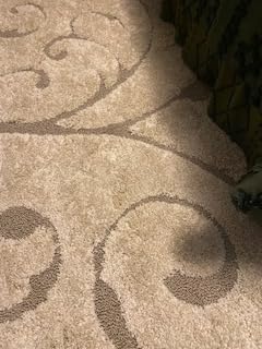 SAFAVIEH Florida Shag Rug 8'x10', Soft Plush Transitional Cream SG455-1111 customer photo 2