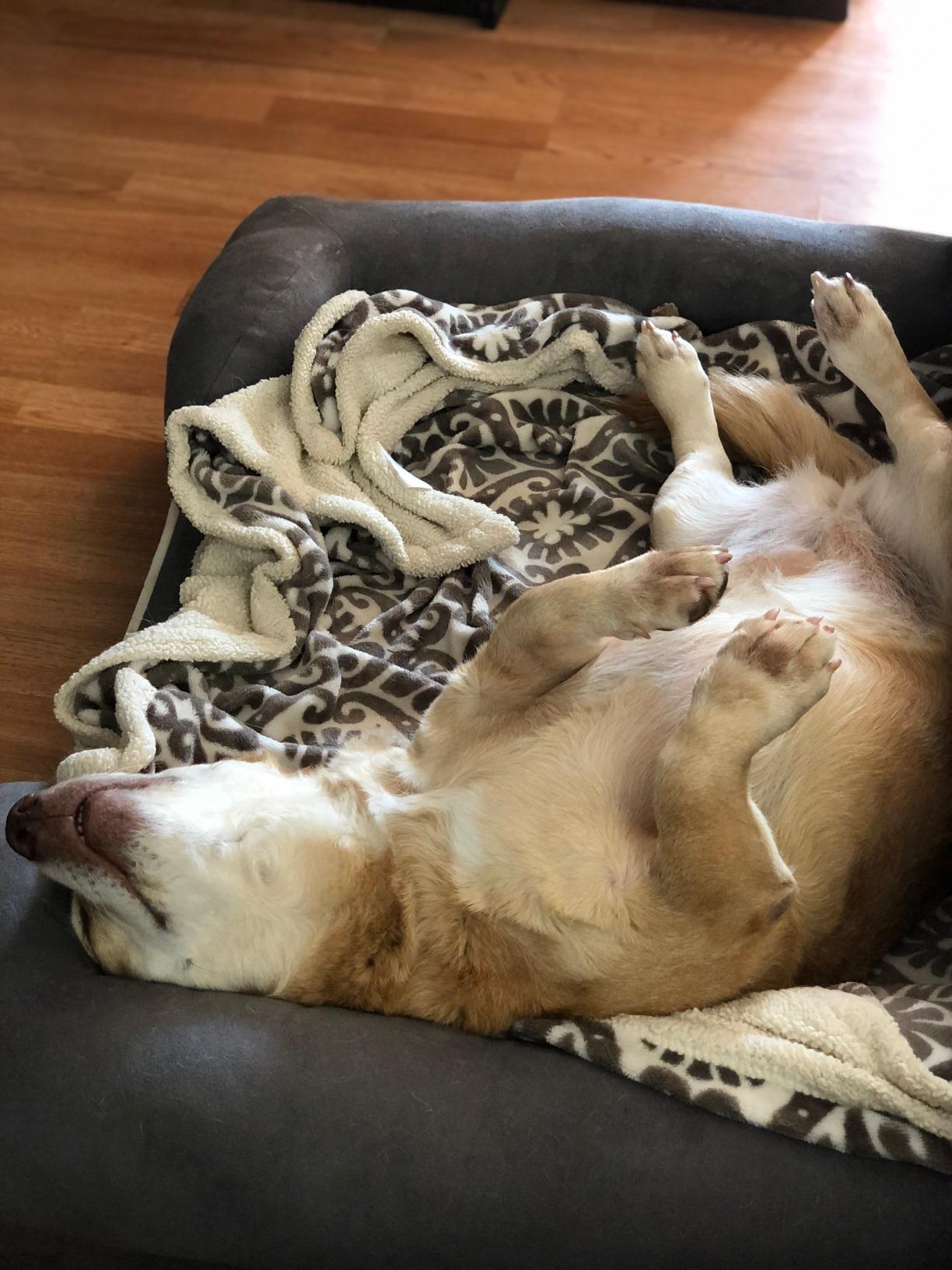 Friends Forever Large Dog Bed Couch, Orthopedic Pet Sofa Memory Foam customer photo 1