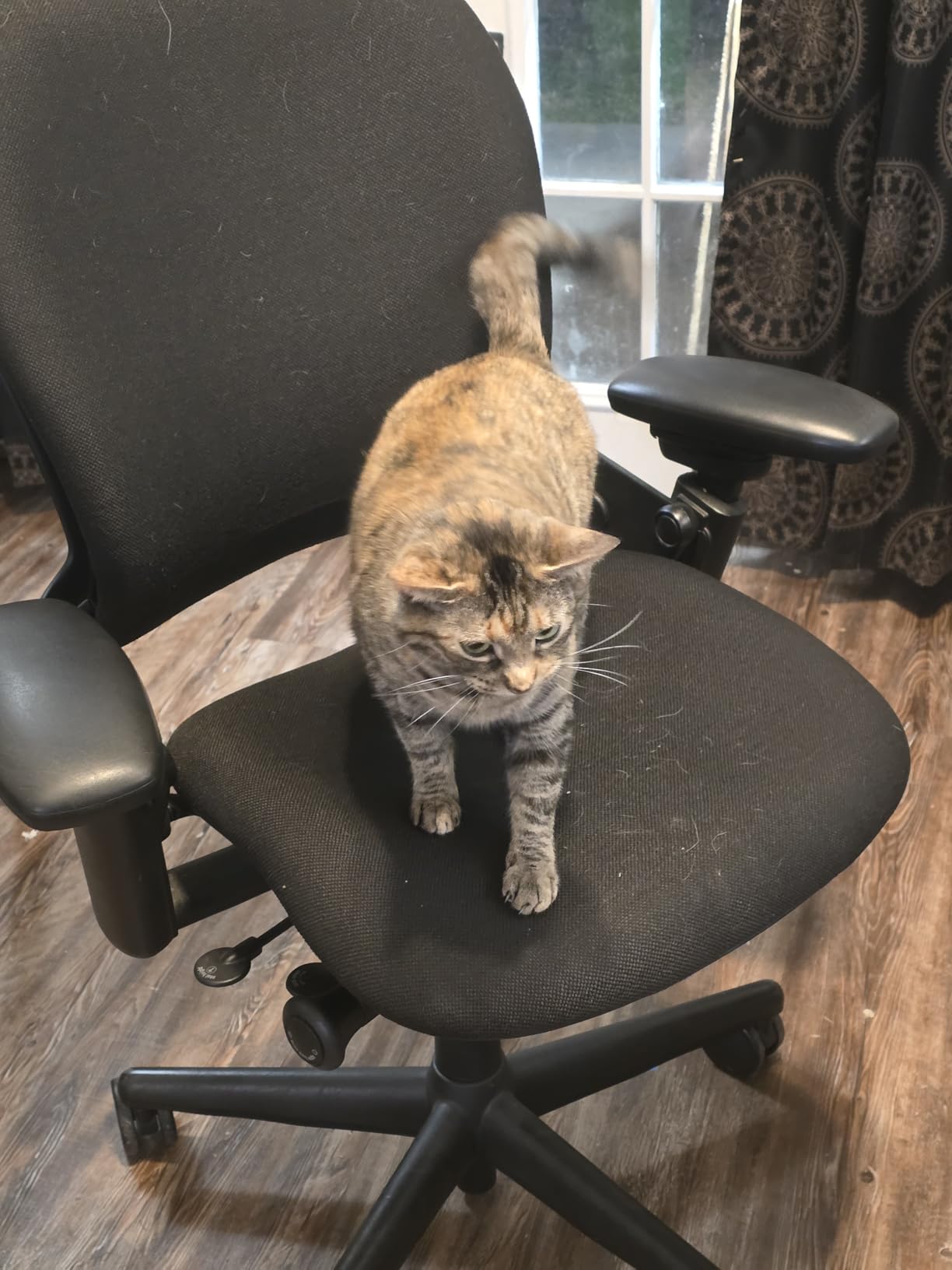 Steelcase Leap Office Chair - Ergonomic Work Chair with Wheels for Carpet Flooring - Supports Unique Body Shape - with Natural Glide System & Liveback Technology - Blue Nickel customer photo 1