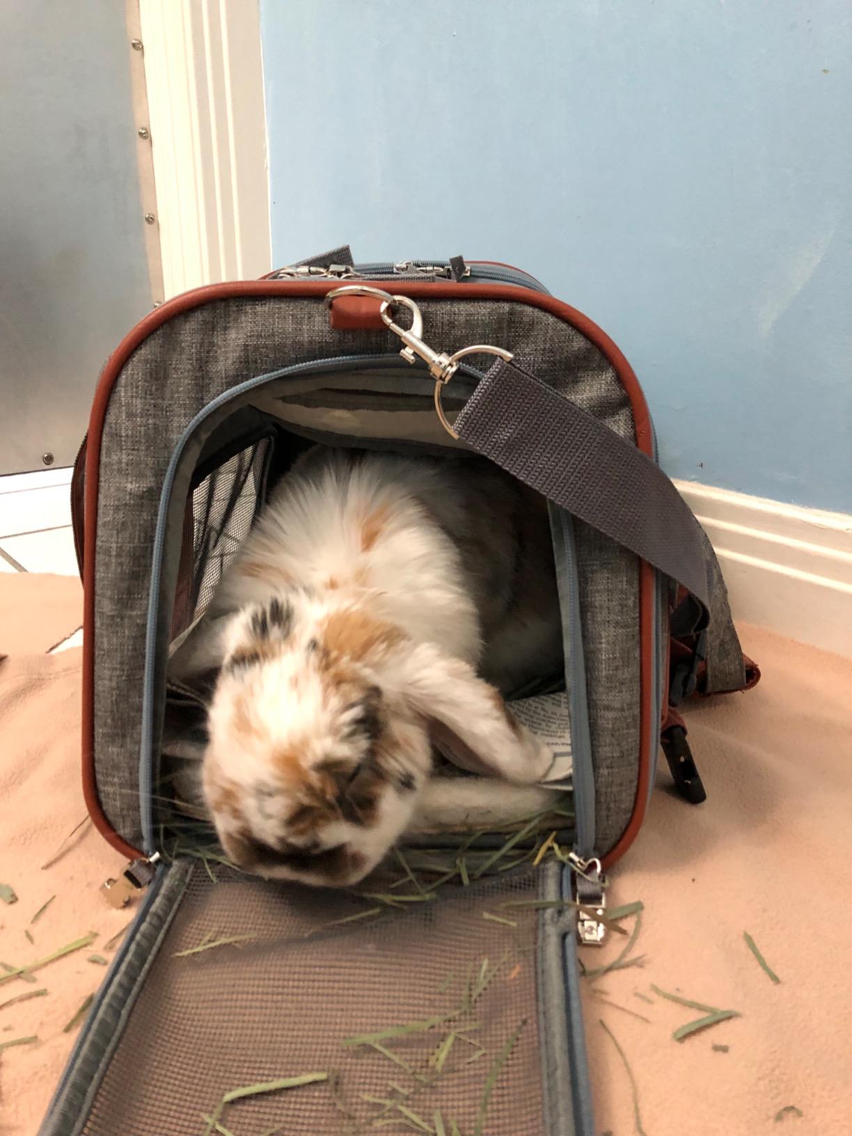 Mr. Peanut's Airline Approved Soft Sided Pet Carrier, Low Profile Gold Series Tote, Premium Brand Self Locking Zippers, Under Seat Compatibility, Plush Faux Fleece Bedding with a Sturdy Plywood Base customer photo 2
