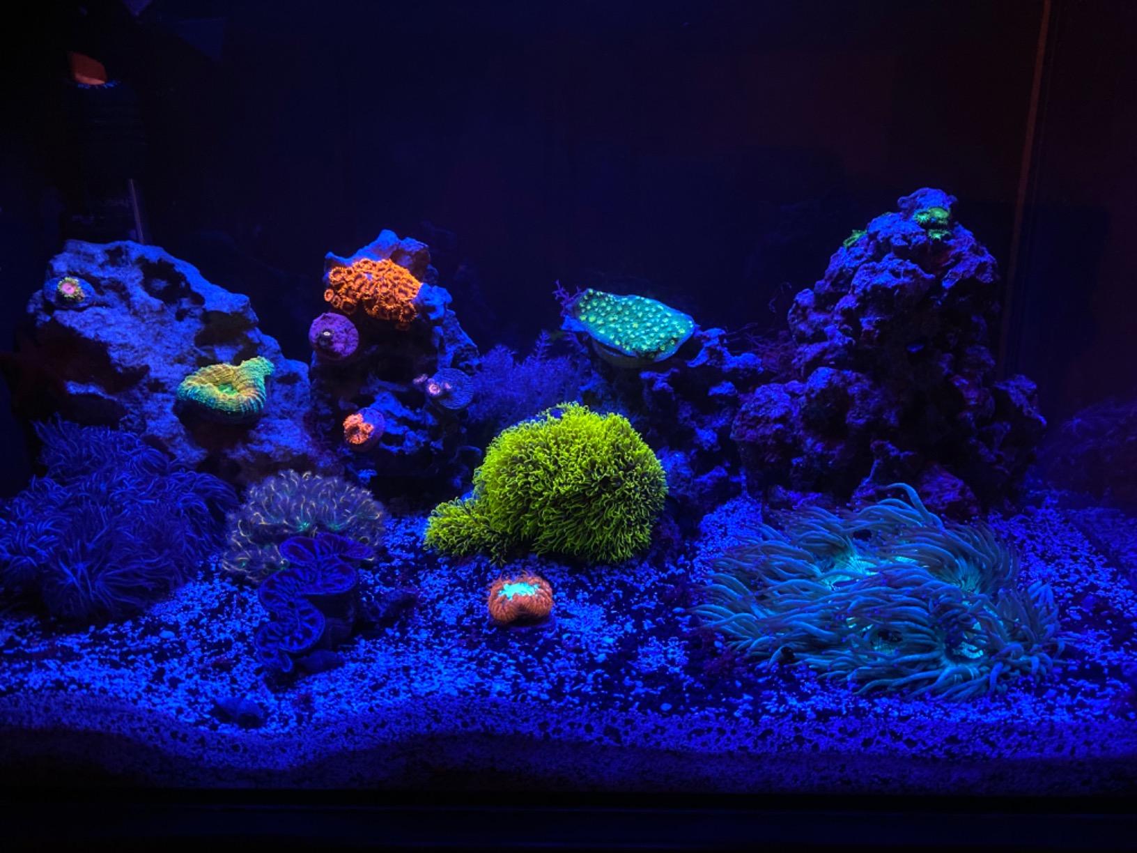Fluval Evo XII Saltwater Aquarium Kit, 13.5 Gal. customer photo 1