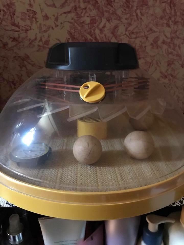 Brinsea Products USAC26C Maxi II Advance Automatic 14 Egg Incubator, One Size, Yellow/Black customer photo 1