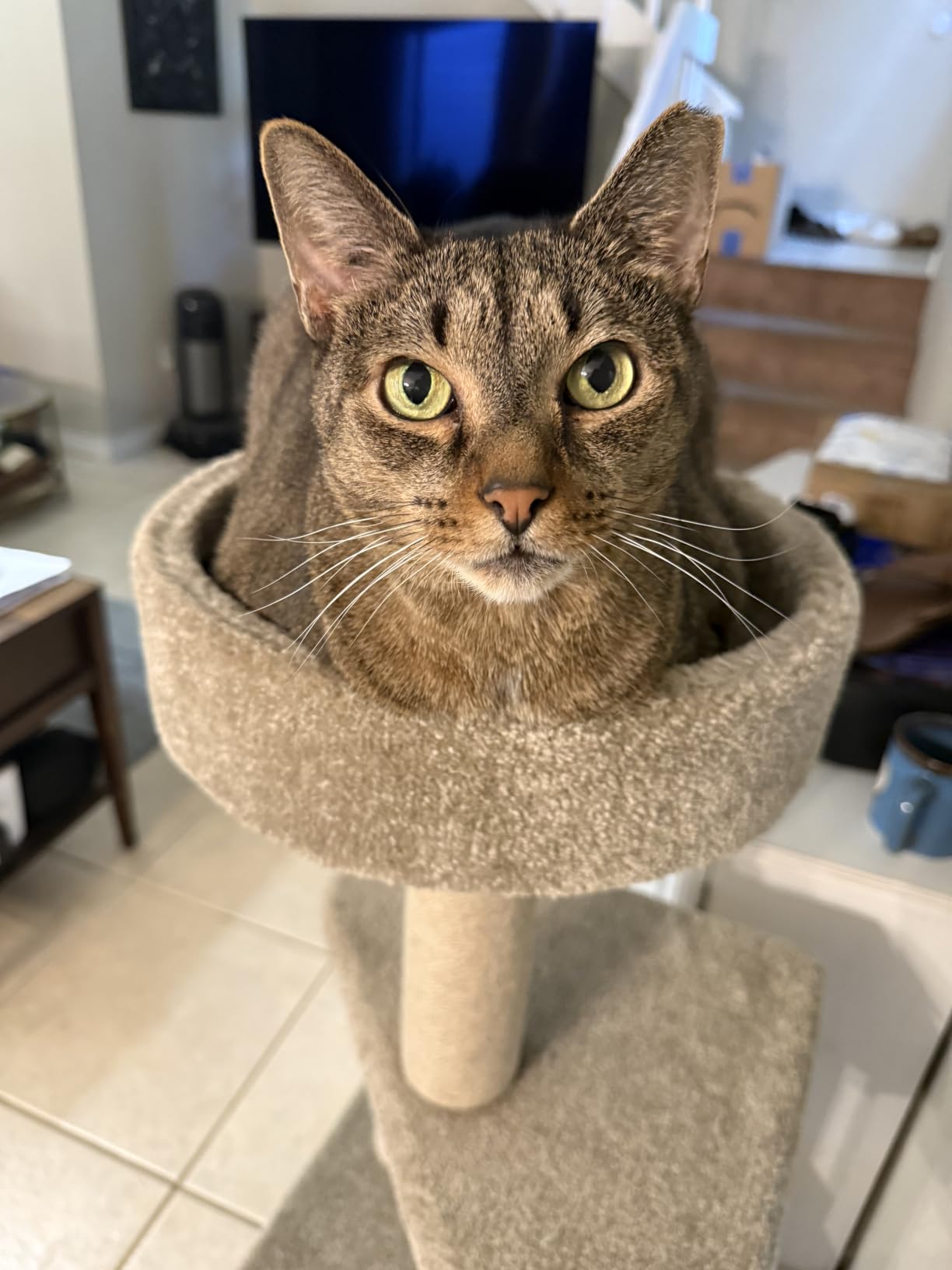Amazon Basics Cat Tree Tower - Multi-Level Climbing Activity Center for Indoor Cats & Kittens with Scratching Posts, Platform, Jute Rope, Large (45.9