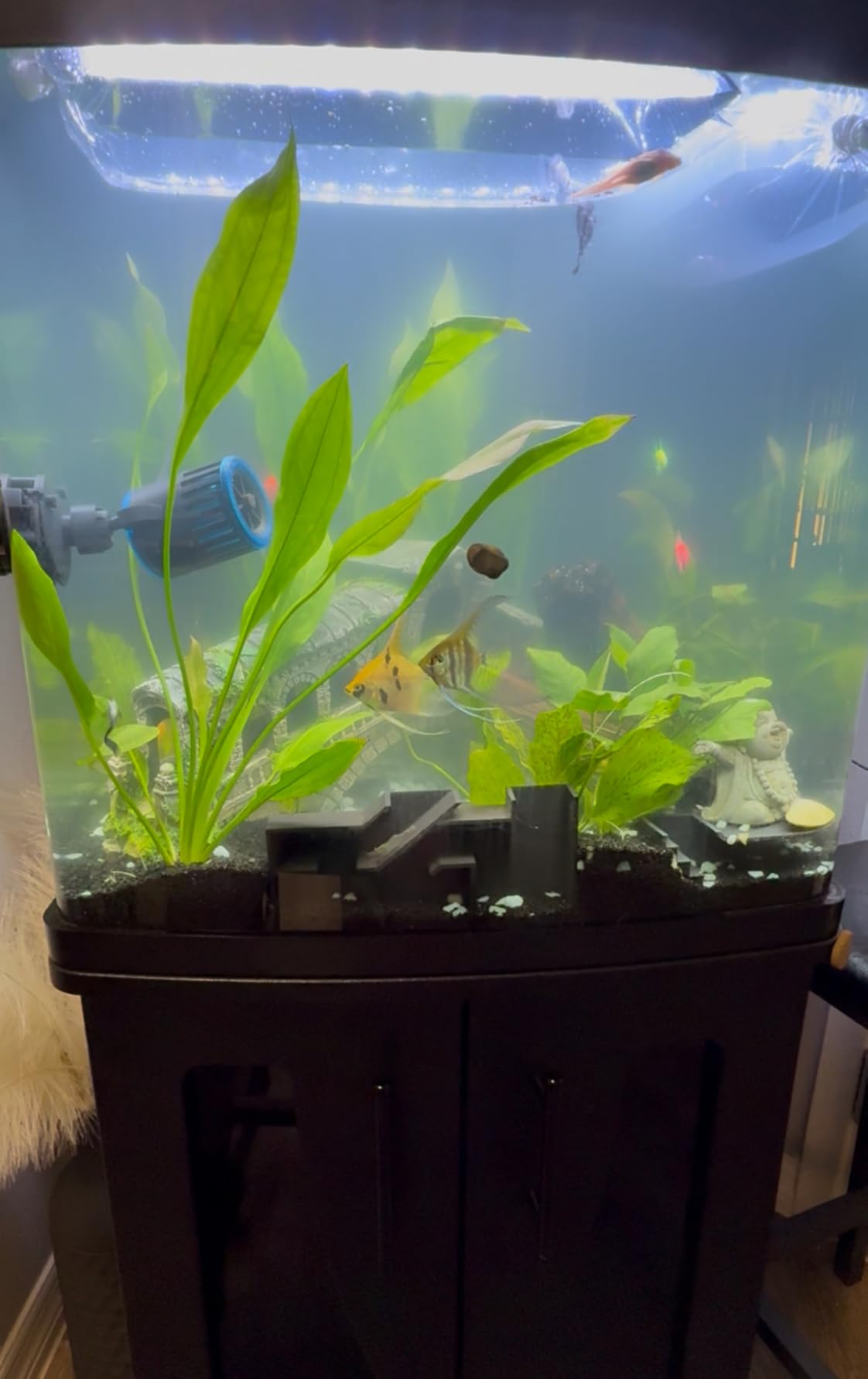 Coralife BioCube, Aquarium Kit, Integrated 24-hour Timer, Customizable LED Lighting, for Saltwater and Freshwater Environments, 32 Gallon customer photo 1