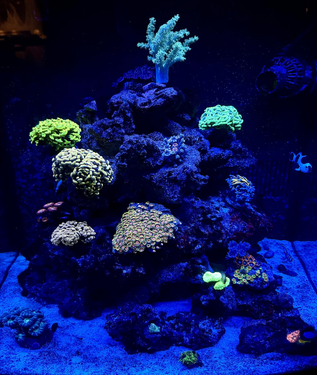 Coralife BioCube, Aquarium Kit, Integrated 24-hour Timer, Customizable LED Lighting, for Saltwater and Freshwater Environments, 32 Gallon customer photo 2