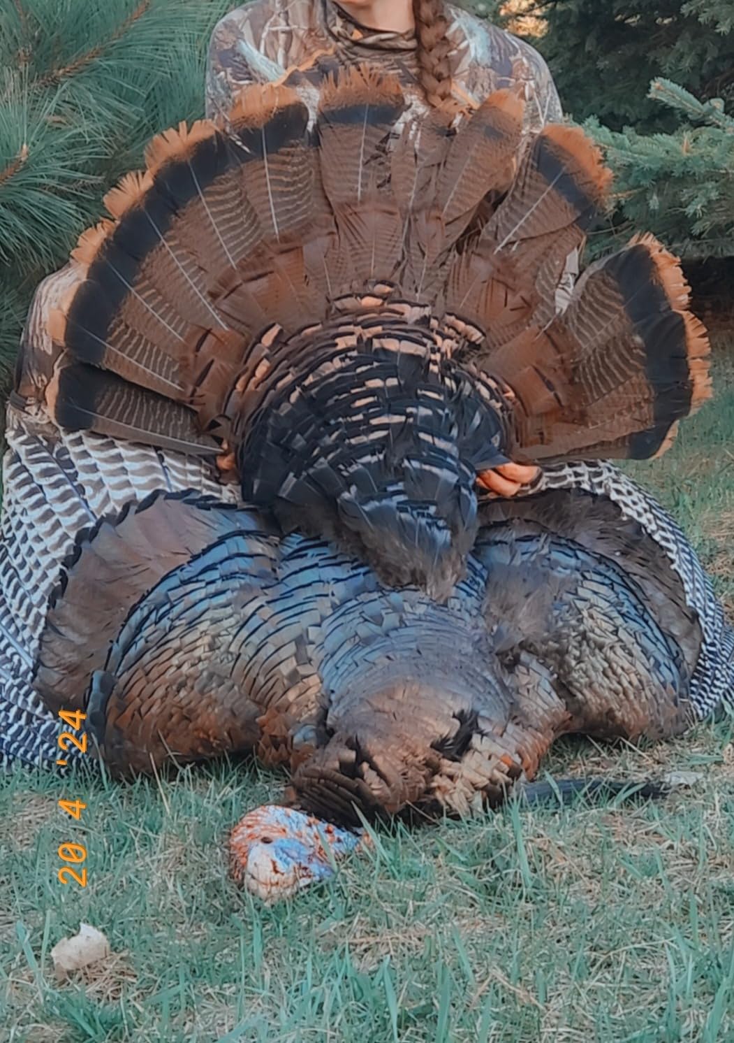 Avian X LCD 1/2 Strut Jake Turkey Decoy customer photo 2