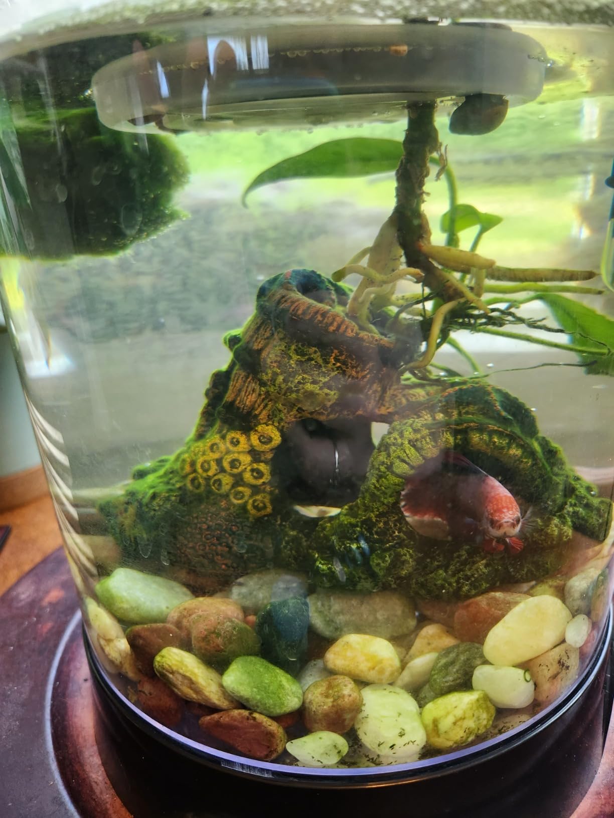 Penn-Plax Aquaponic Planter and Aquarium for Betta Fish | Tank Promotes Healthy Hydroponic Environment for Plants and Fish customer photo 2