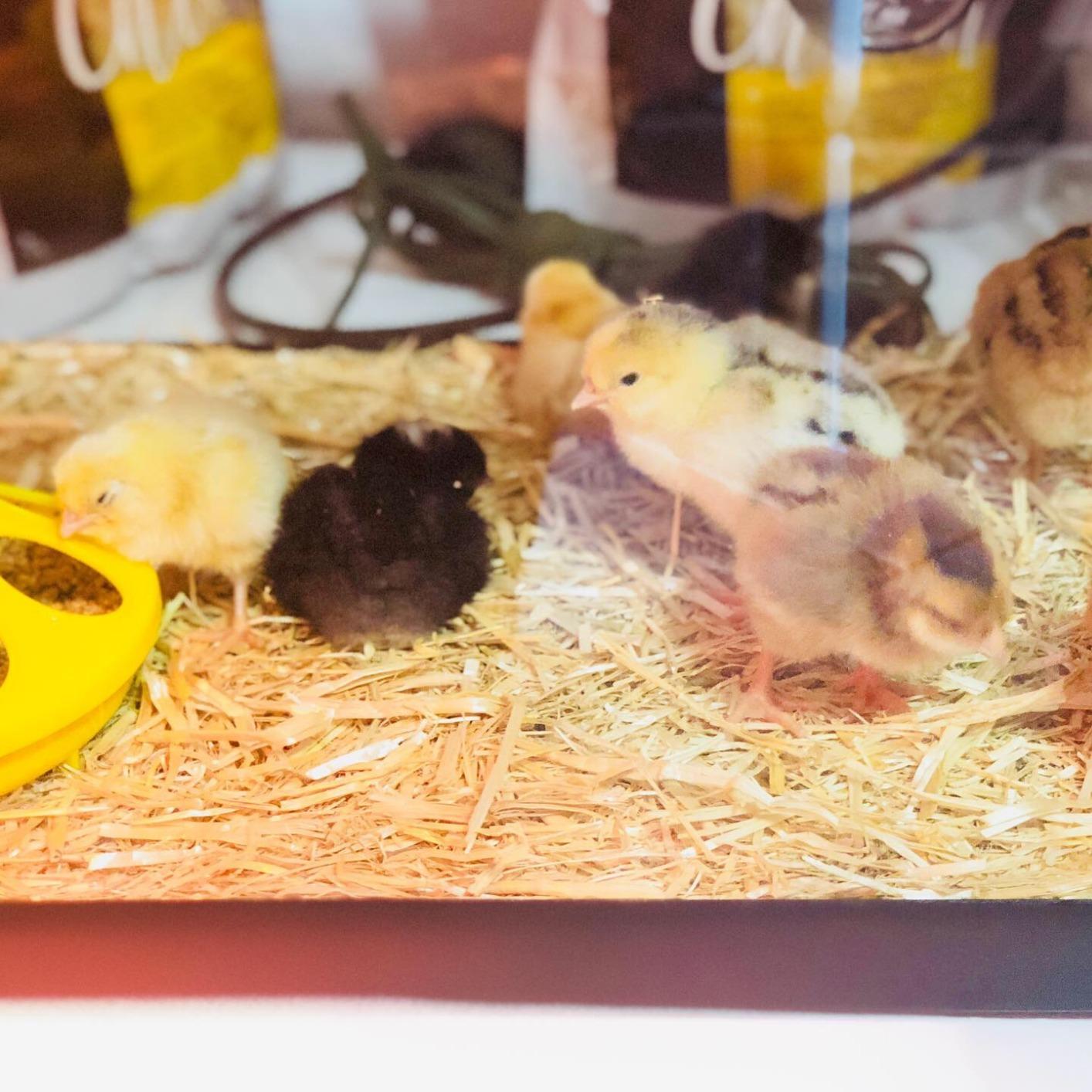 HBlife Digital Egg Incubator for Hatching 9-12 Chicken, Quail and Duck Eggs, with Fully Automatic Egg Turning and Temperature Display, Hatcher for Turkeys, Birds, Parrots and Poultry customer photo 2