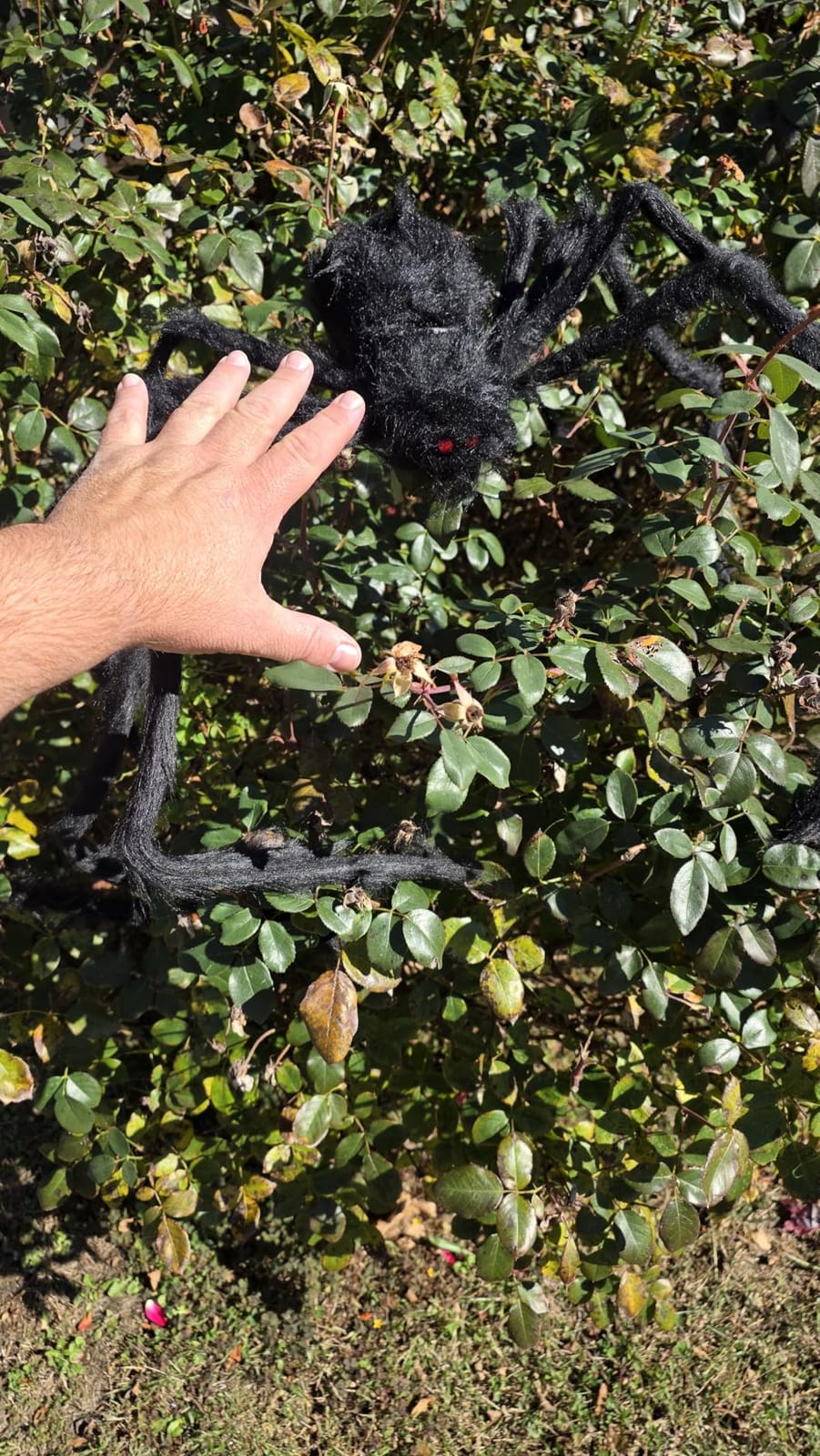 JOYIN Halloween Outdoor Decorations Giant Spider, 5 Ft Large Spider for Yard Lawn Garden Patio Scary Halloween Outside Decor, Indoor Haunted House Prop and Home Party Decor, Black customer photo 2