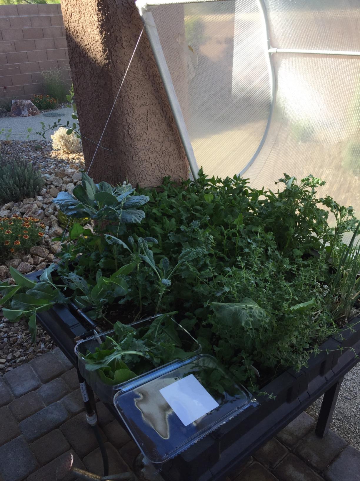 Vegepod - Raised Garden Bed - Self Watering Container Garden Kit with Protective Cover, Easily Elevated to Waist Height, 5 Years Warranty (Large) customer photo 1