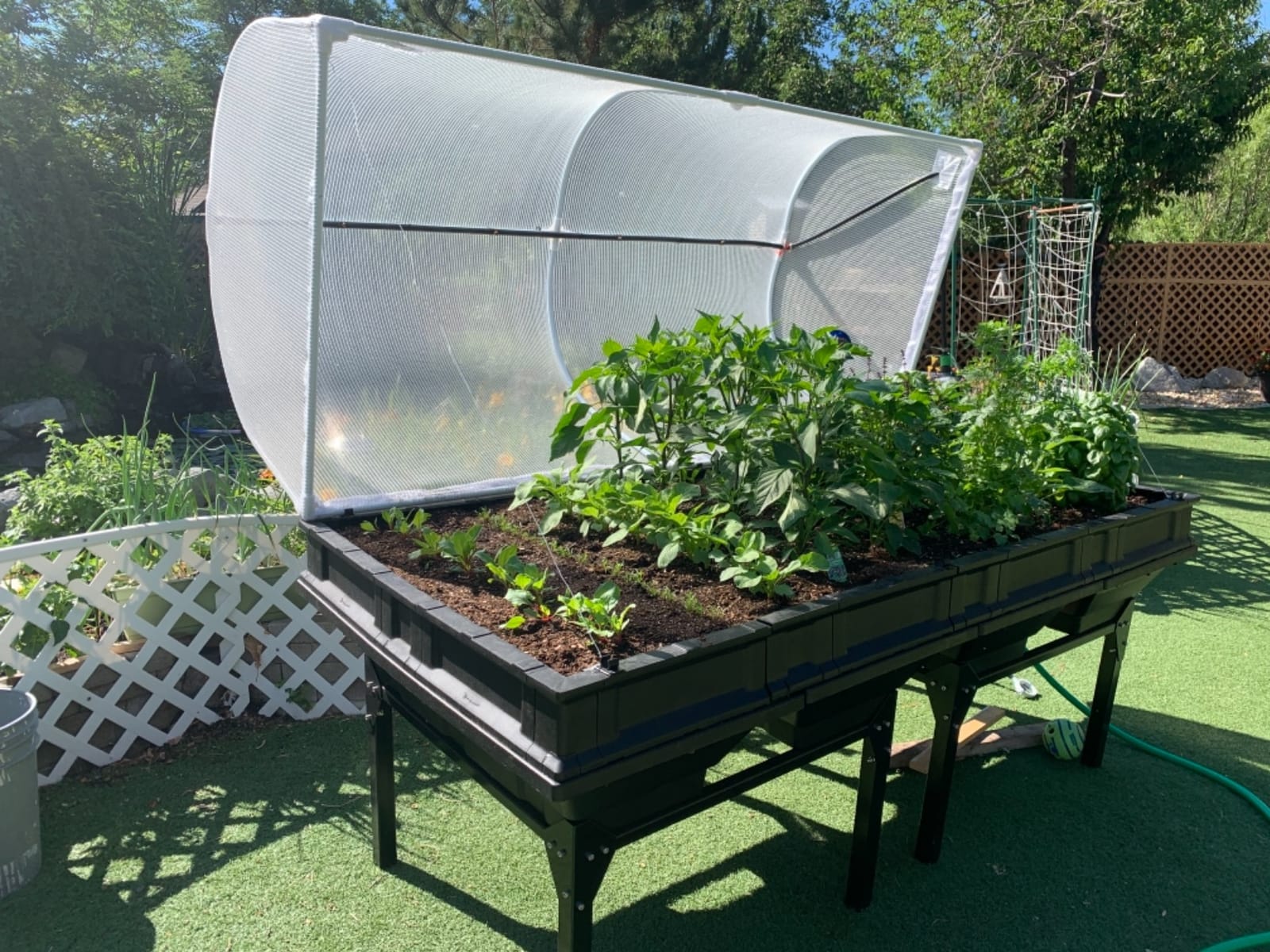 Vegepod - Raised Garden Bed - Self Watering Container Garden Kit with Protective Cover, Easily Elevated to Waist Height, 5 Years Warranty (Large) customer photo 2