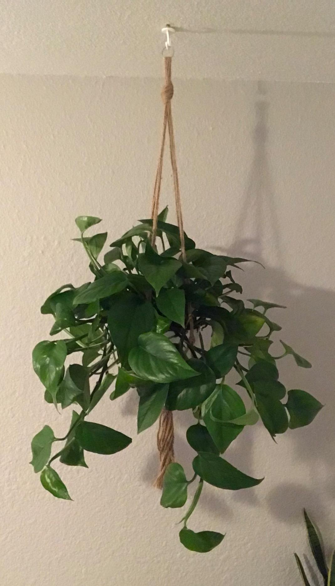 Plant Hangers Indoor Macrame Hanging Planter Holder 6 Pack, 3 Sizes customer photo 1