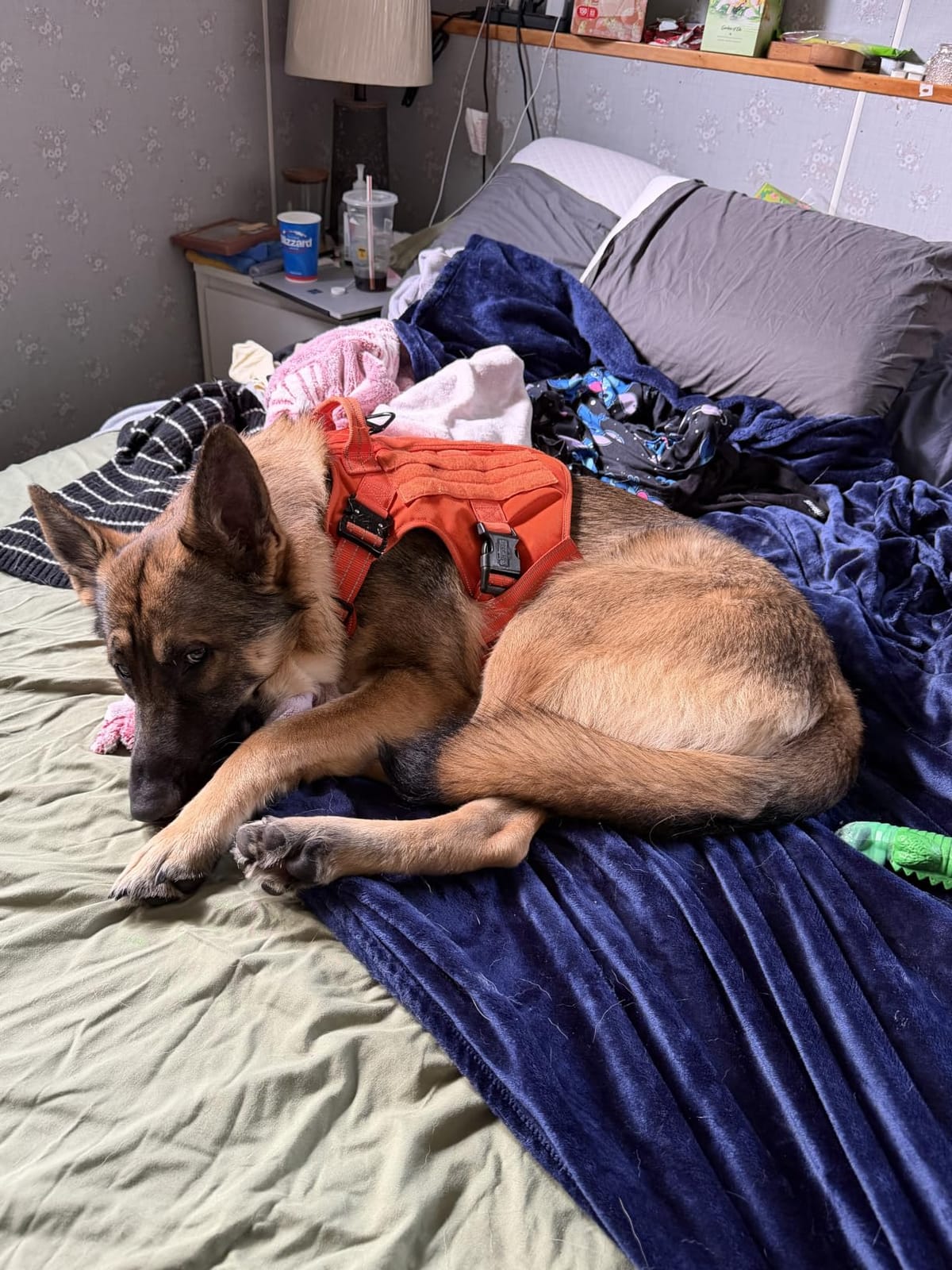 ICEFANG Tactical Dog Harness for Large Dogs,Reflective No Pull Dog Vest customer photo 1