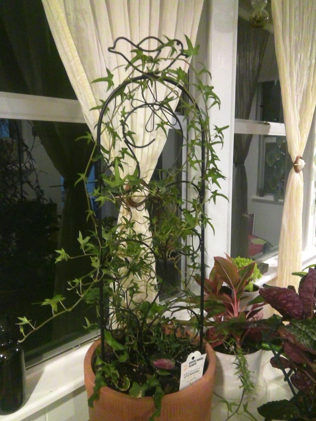 Hosley Set of 2 Iron Garden Trellis Panels – 28” Decorative Plant Support for Climbing Plants, Outdoor Yard, Patio, Wedding Decor, Black Metal customer photo 2