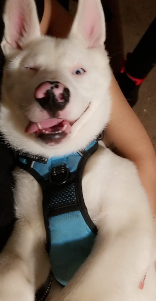 PoyPet No Pull Dog Harness Medium with Front Clip & Neck Release Buckle customer photo 1