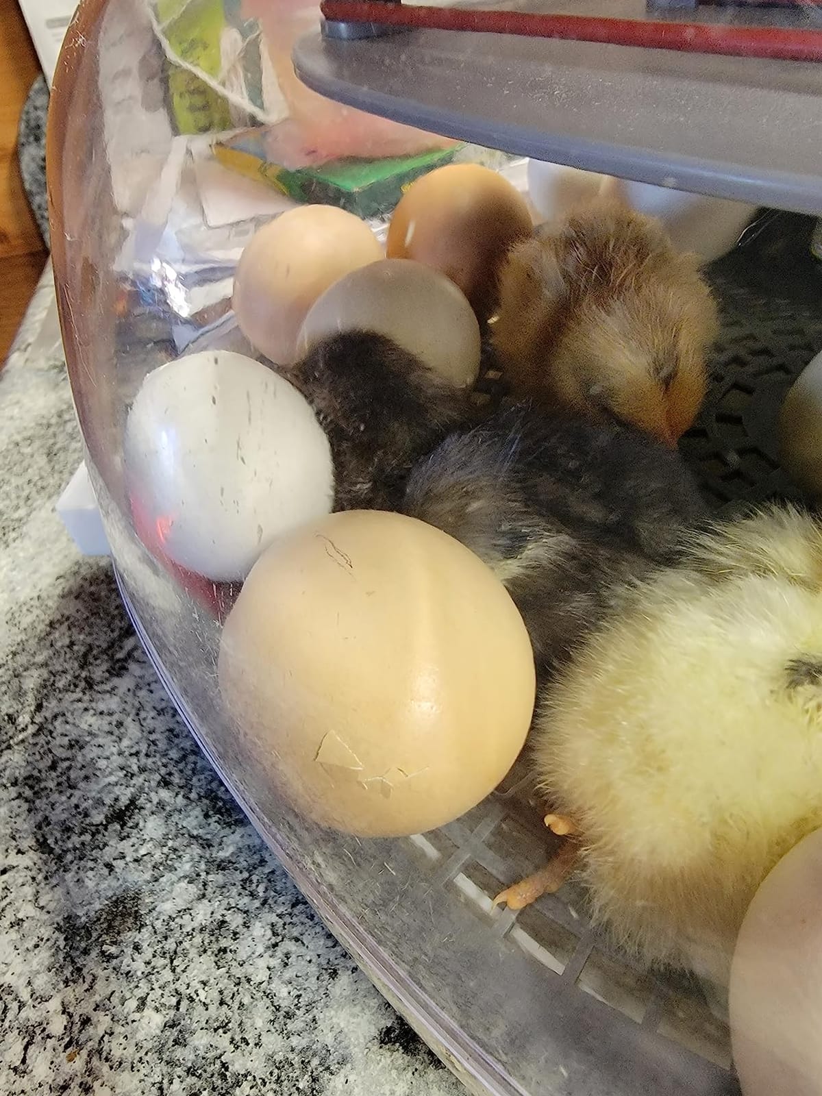 Harris Farms Nurture Right Egg Incubator with Auto Turner, Holds 22 Eggs customer photo 1