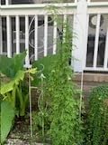 Amagabeli Garden Trellis for Climbing Plants 47” x 16” Rustproof Black Iron Plant Trellis Potted Vines Vegetables Flowers Patio Metal Wire Lattices Grid Panels for Ivy Cucumbers Clematis 2 Pack GT03 customer photo 2