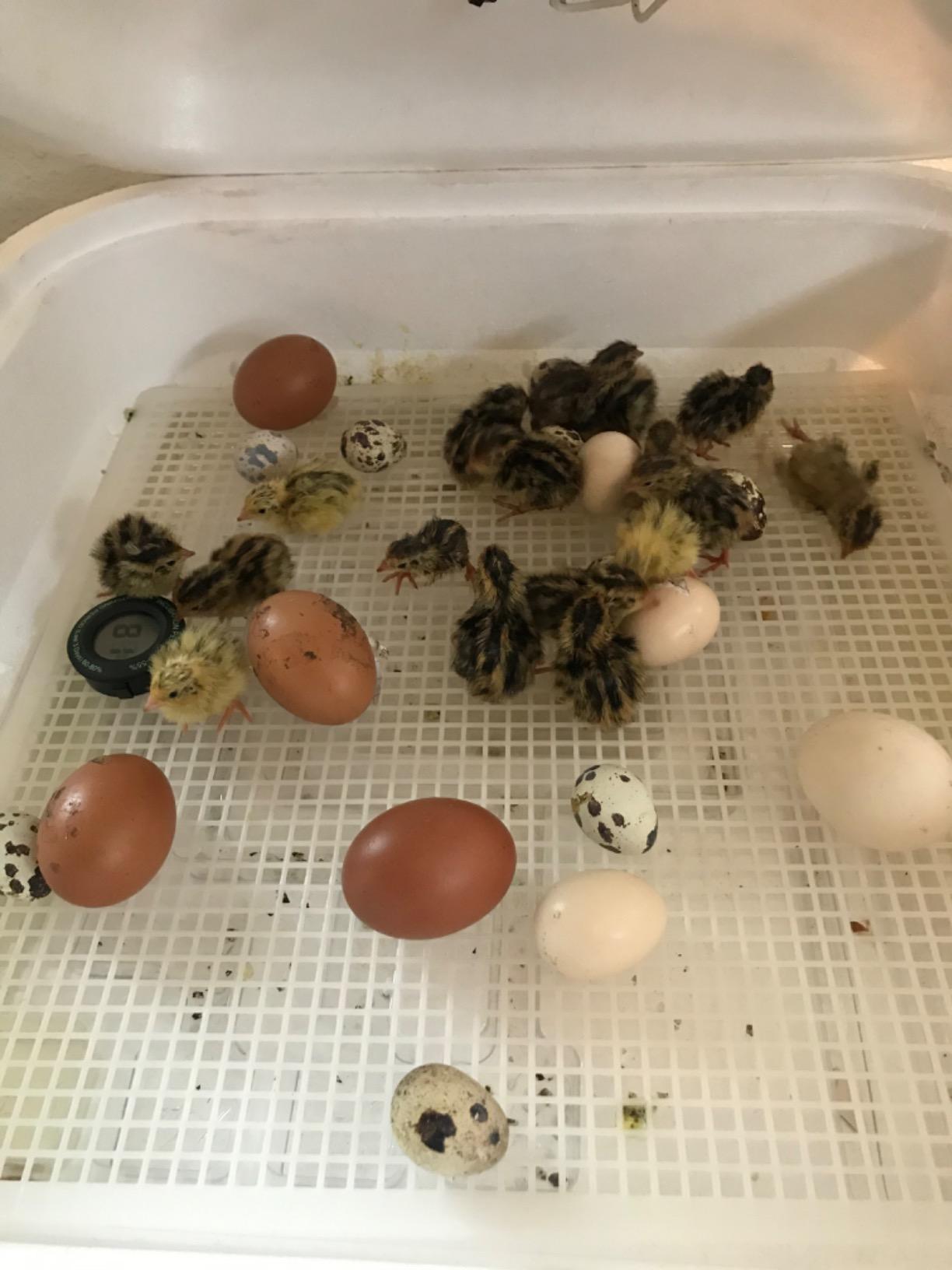 HovaBator 2370 Egg Incubator Deluxe Combo Kit, Thermostat, Auto Turner, Fan customer photo 1