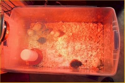 HovaBator 2370 Egg Incubator Deluxe Combo Kit, Thermostat, Auto Turner, Fan customer photo 2