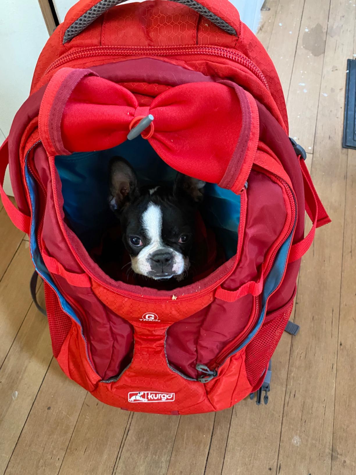Kurgo G-Train Pet Carrier Backpack, Red customer photo 2