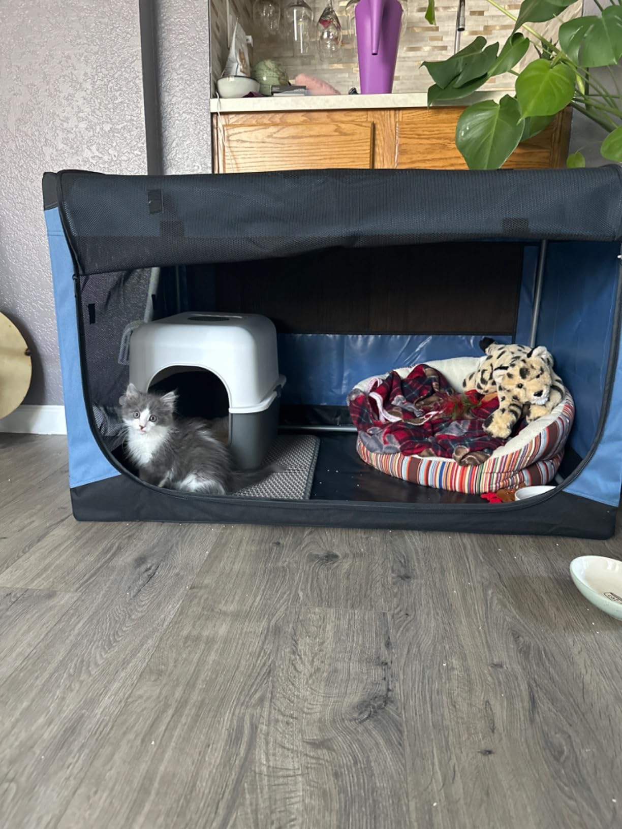 PETSFIT 36