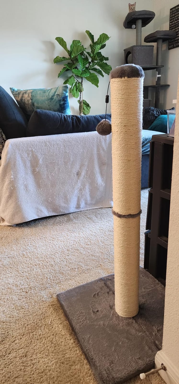Amazon Basics Cat Scratching Post for Indoor Cats & Kittens, Medium (31.5