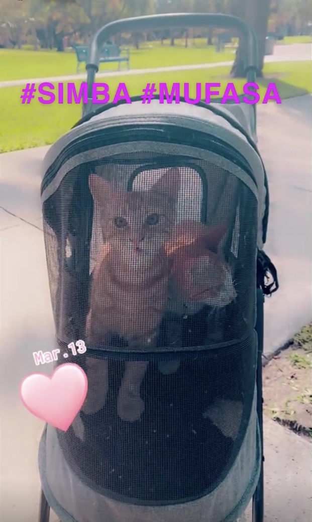 Pet Gear No-Zip Happy Trails Lite Pet Stroller, Dark Platinum customer photo 2