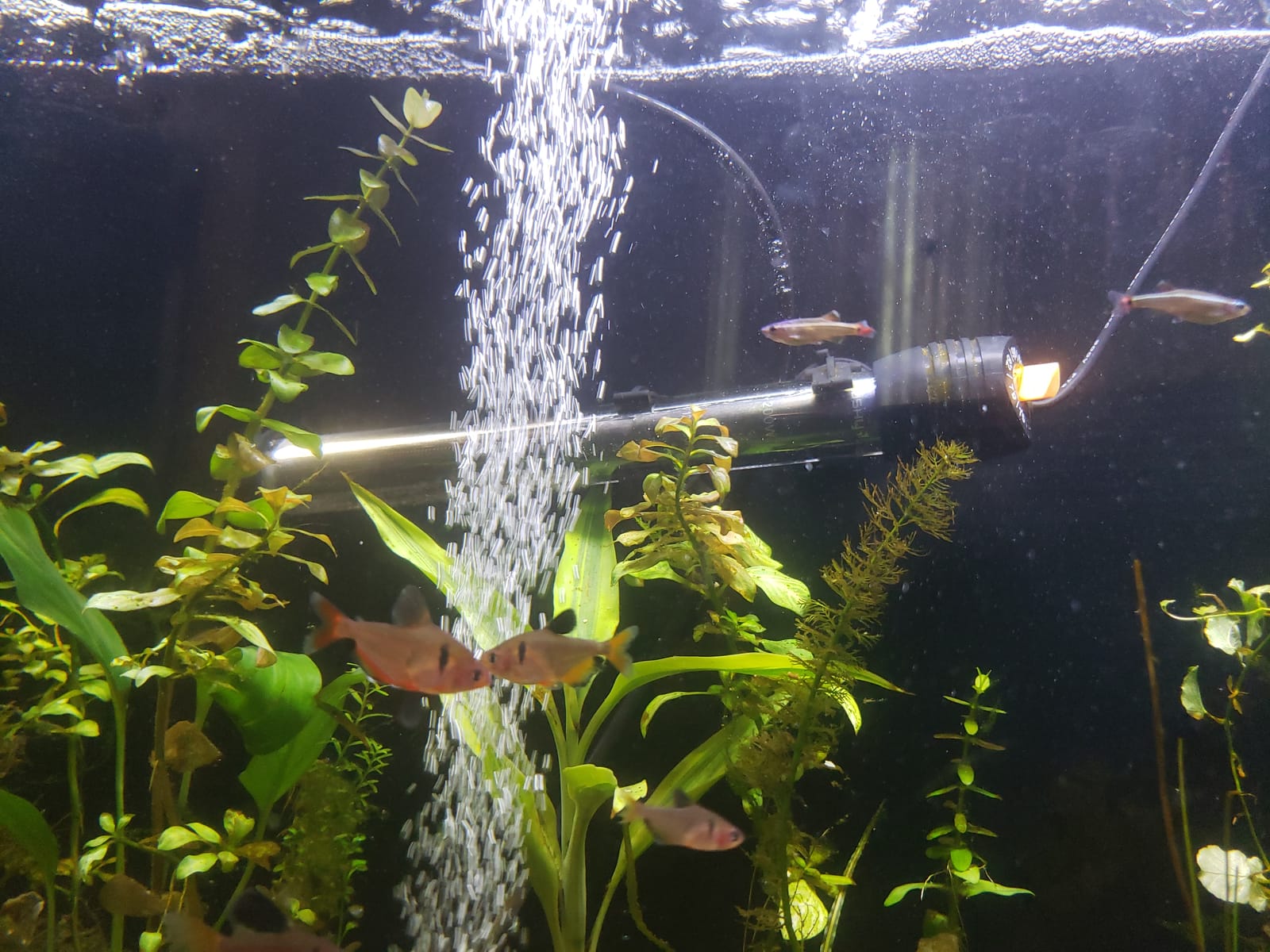 Orlushy Submersible Aquarium Heater, Adjustable Fish Tahk Heater with Free Thermometer Suitable for Marine Saltwater and Freshwater customer photo 1