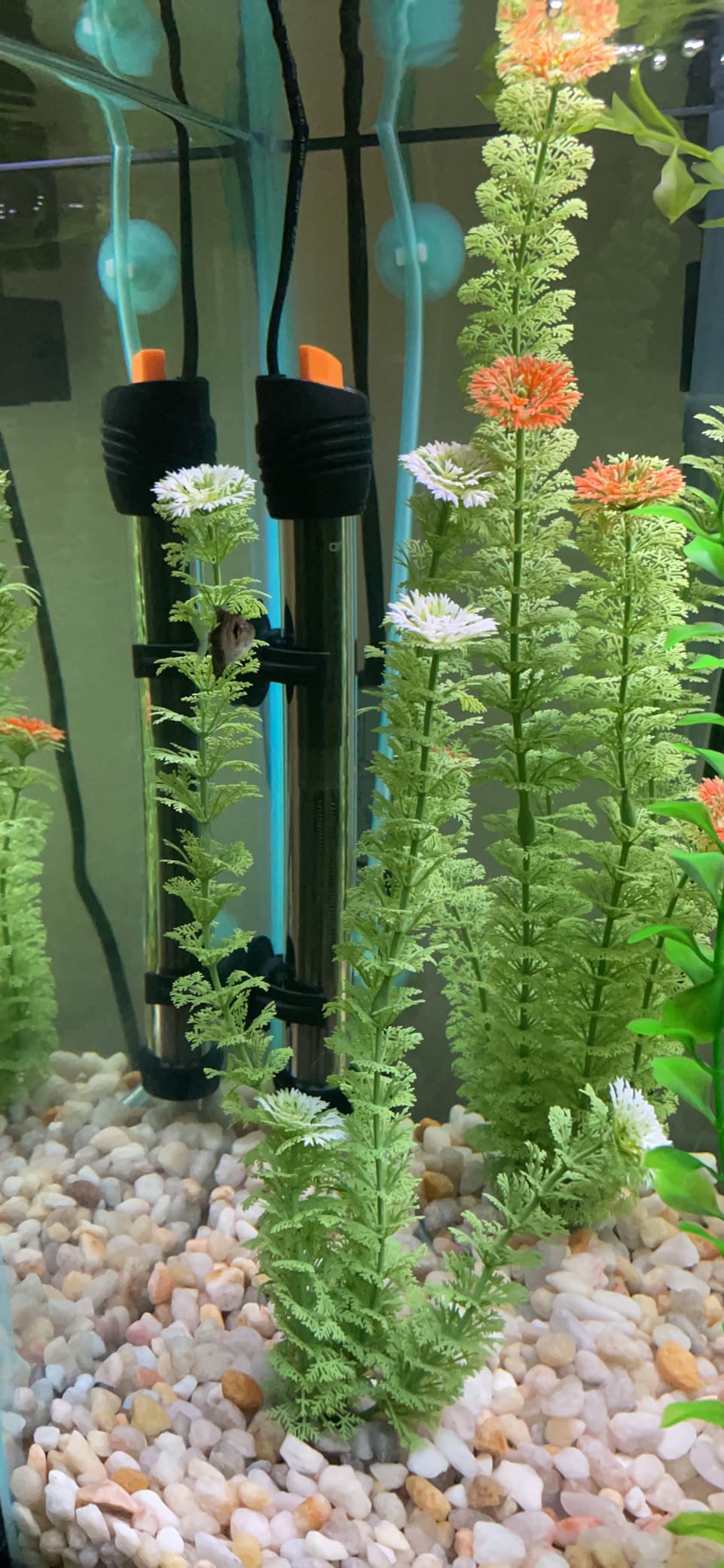 Orlushy Submersible Aquarium Heater, Adjustable Fish Tahk Heater with Free Thermometer Suitable for Marine Saltwater and Freshwater customer photo 2