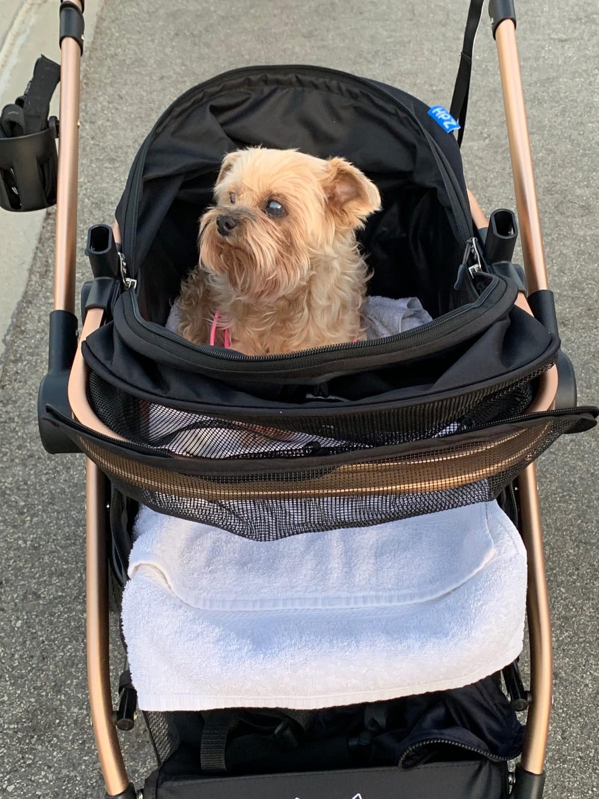 HPZ Pet Rover Prime 3-in-1 Luxury Dog/Cat Stroller (Travel Carrier + Car Seat +Stroller) with Detach Carrier/Pump-Free Rubber Tires/Aluminum Frame/Reversible Handle for Medium & Small Pets (BLACK) customer photo 2