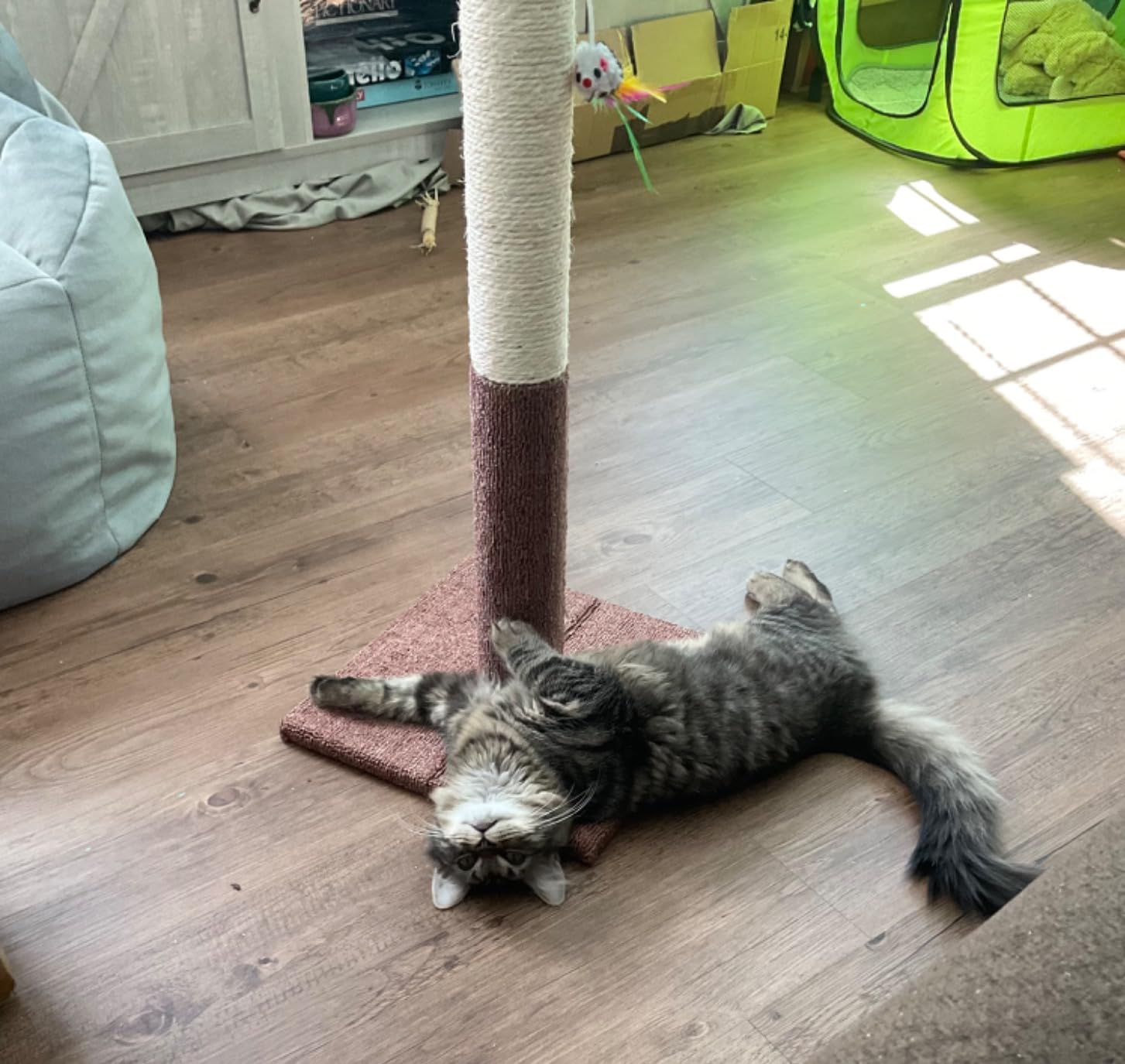17-Inch Cat Scratching Post - Sisal Rope and Carpet Scratching Pole with Bright Pink Hanging Ball Toy for Adult Cats and Kittens by PETMAKER (Gray) customer photo 2