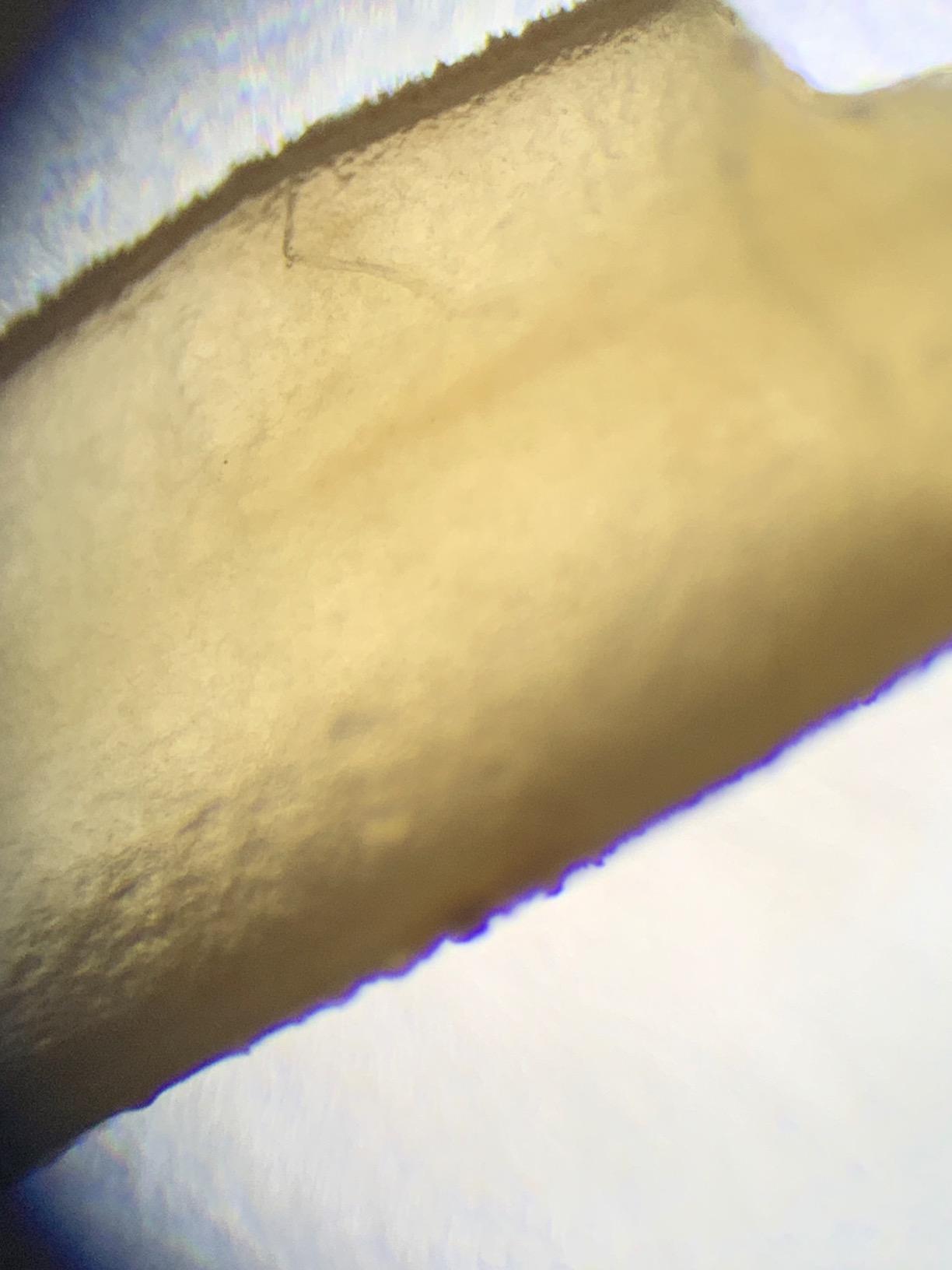 SWIFT SW380B 40X-2500X Magnification, Siedentopf Head, Research-Grade Binocular Compound Lab Microscope with Wide-Field 10X and 25X Eyepieces, Mechanical Stage, Ultra-Precise Focusing customer photo 2