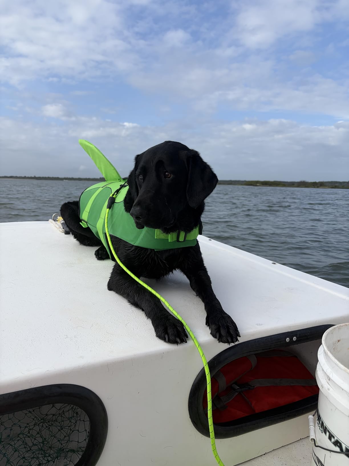 ASENKU Dog Life Jacket - Pet Safety Vest for Swimming & Boating, Shark Life Jacket with Floatation, Dog Lifesavers Swimsuits for Small Medium Large Dogs (Grey, M) customer photo 2