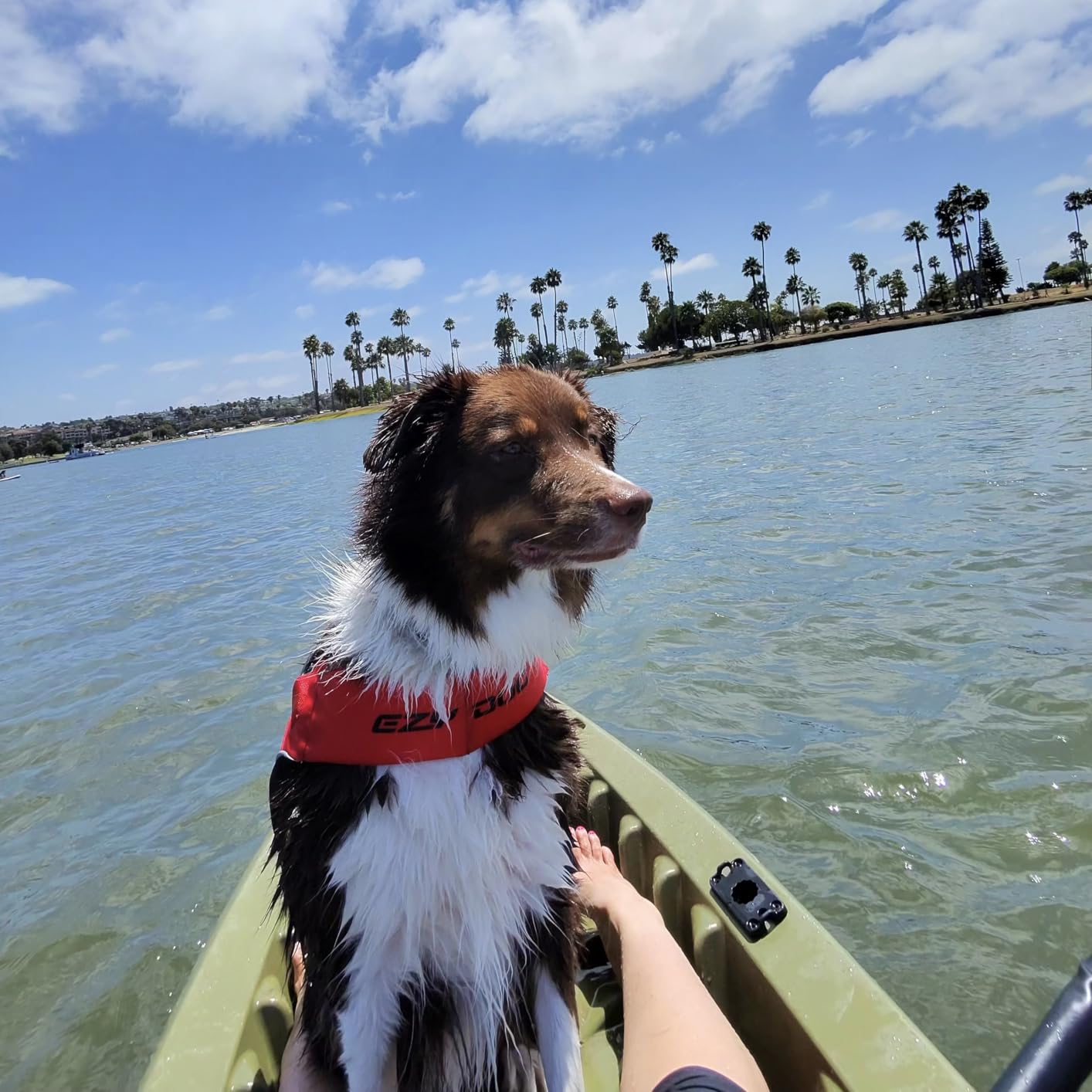 EzyDog DFD X2 Dog Life Jacket, Grab Handle, Reflective Trim - XL, Red customer photo 1