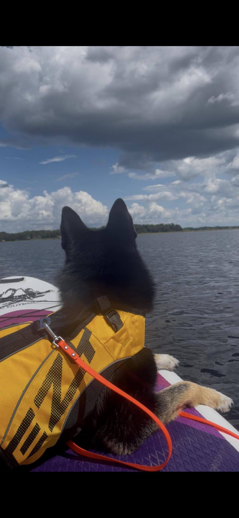 EzyDog DFD X2 Dog Life Jacket, Grab Handle, Reflective Trim - XL, Red customer photo 2