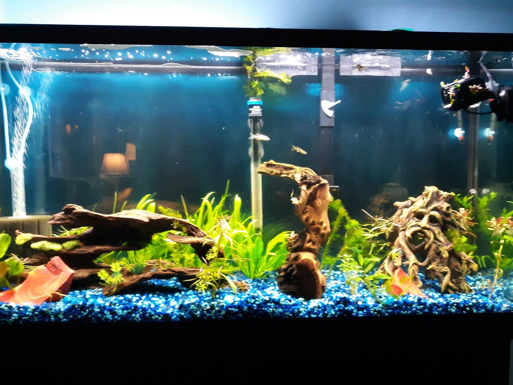 Finnex Planted Plus True 24/7 + HLC Aquarium LED Light, Automated Full Spectrum Fish Tank Light, True 660nm Deep Red Plant LEDs, 20 Inch, (HLC-20) customer photo 1