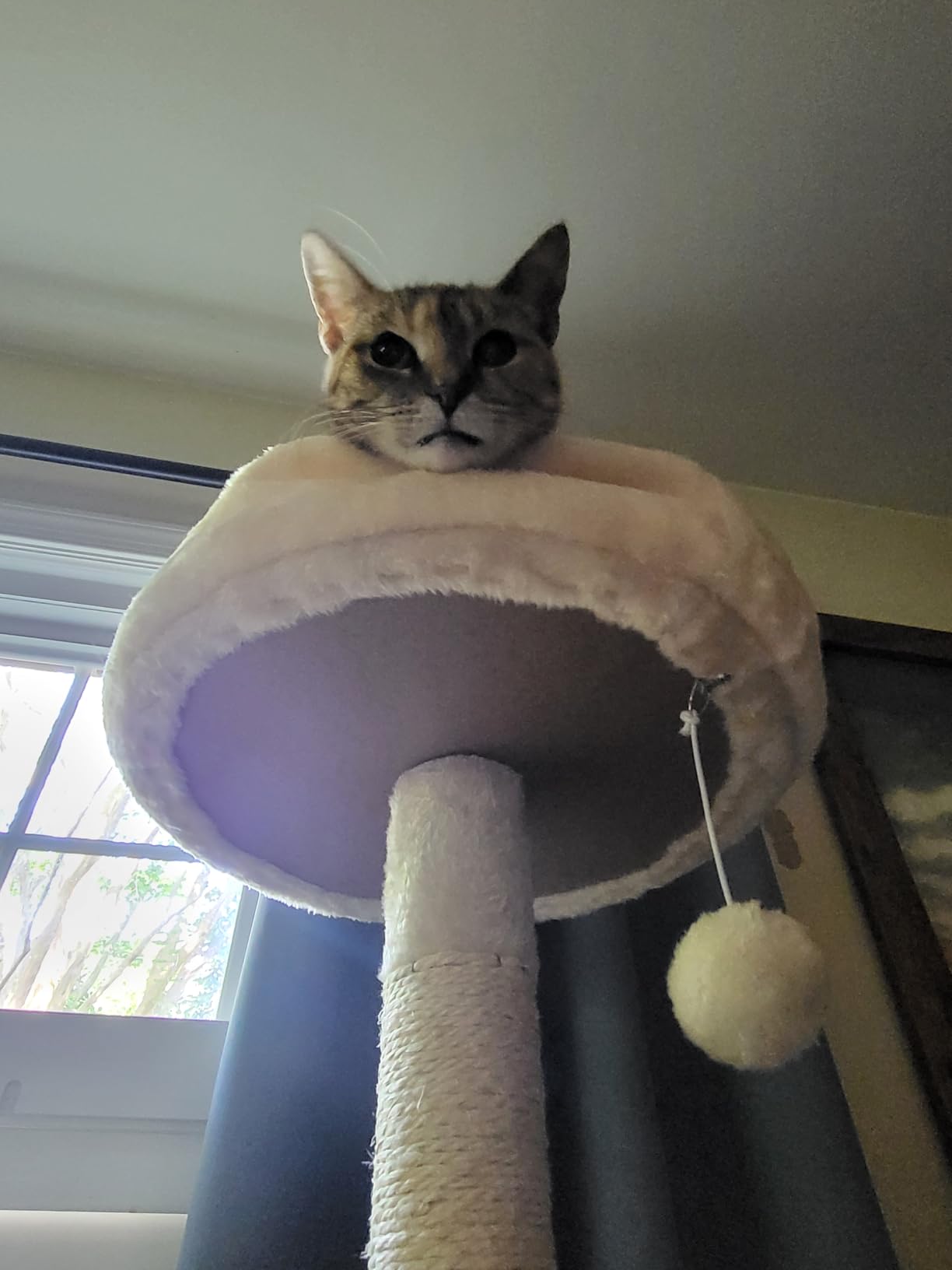 Yaheetech 62.5in Tall Cat Tree w/2 Cat-Ear Perches & 2 Condos, Dark Gray customer photo 2