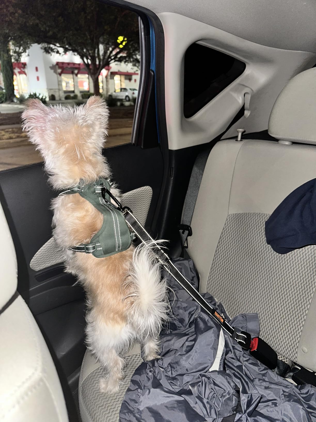 Mighty Paw Dog Seat Belt for Car, Heavy-Duty Aviation Aluminum Carabiner customer photo 2