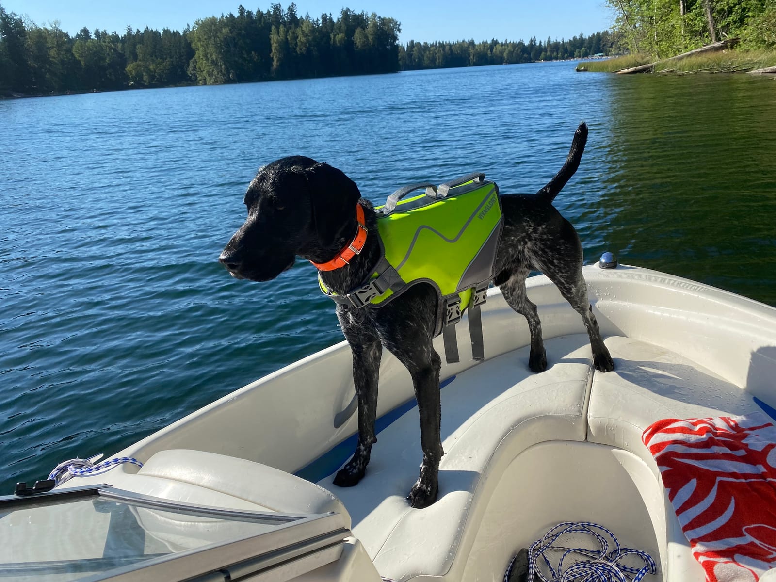 VIVAGLORY Dog Life Vest Neoprene Dog Swim Vest, M, Pink customer photo 1