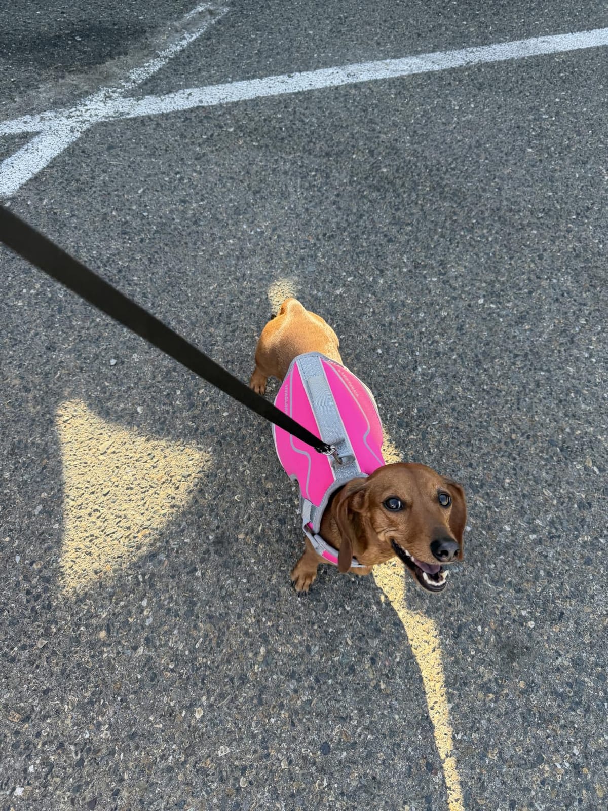 VIVAGLORY Dog Life Vest Neoprene Dog Swim Vest, M, Pink customer photo 2