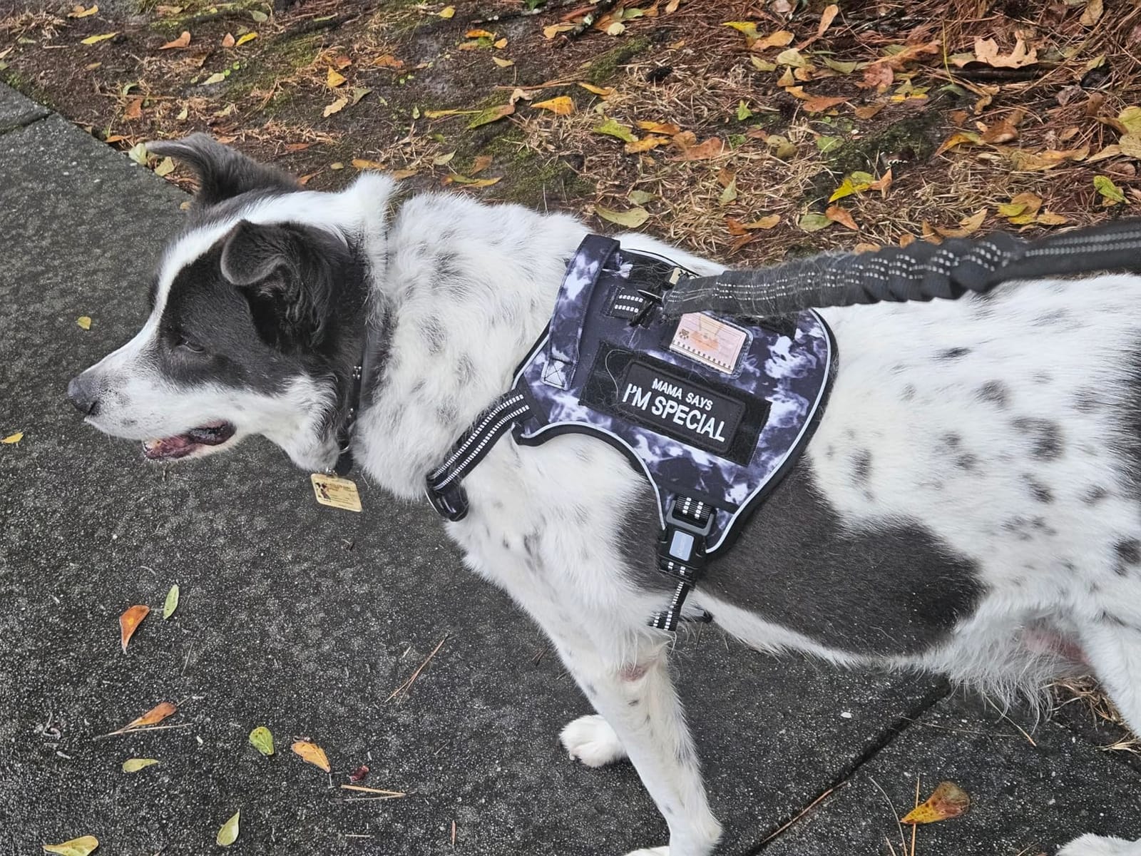 AUROTH Dog Harness for Large Dogs, No Pull Tactical Dog Vest Heavy Duty customer photo 2