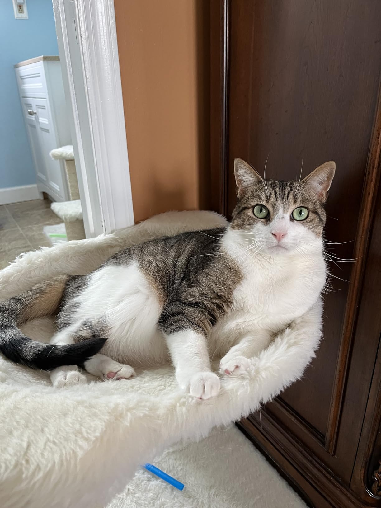 TRIXIE Baza Senior Cat Tree with Hammock and Steps | Scratching Posts | Cat Playground | Gray Medium customer photo 1