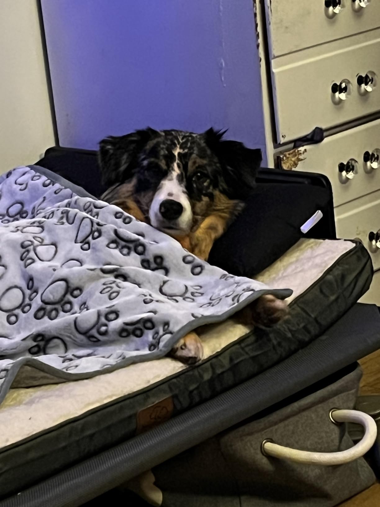 Bedsure Washable Dog Beds Large Sized Dog with Comfy Sherpa, 36x27in Grey customer photo 2