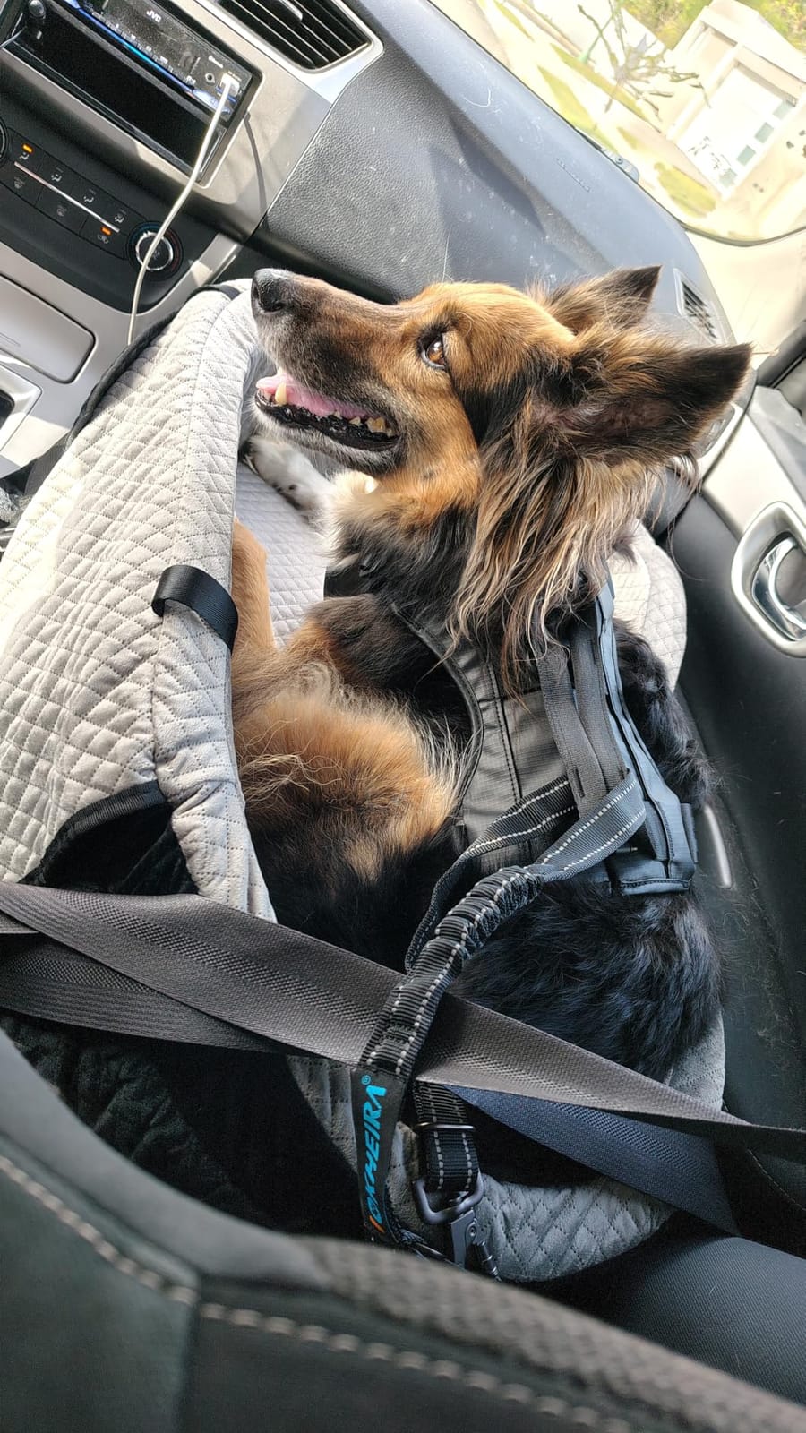 Dog Seat Belt 3-in-1 Car Harness for Dogs Adjustable Safety Seatbelt for Car Nylon Reflective Bungee Fabric Dog Car Harness with Clip Hook Latch & Buckle, Swivel Zinc Alloy Carabiner (Black) customer photo 1