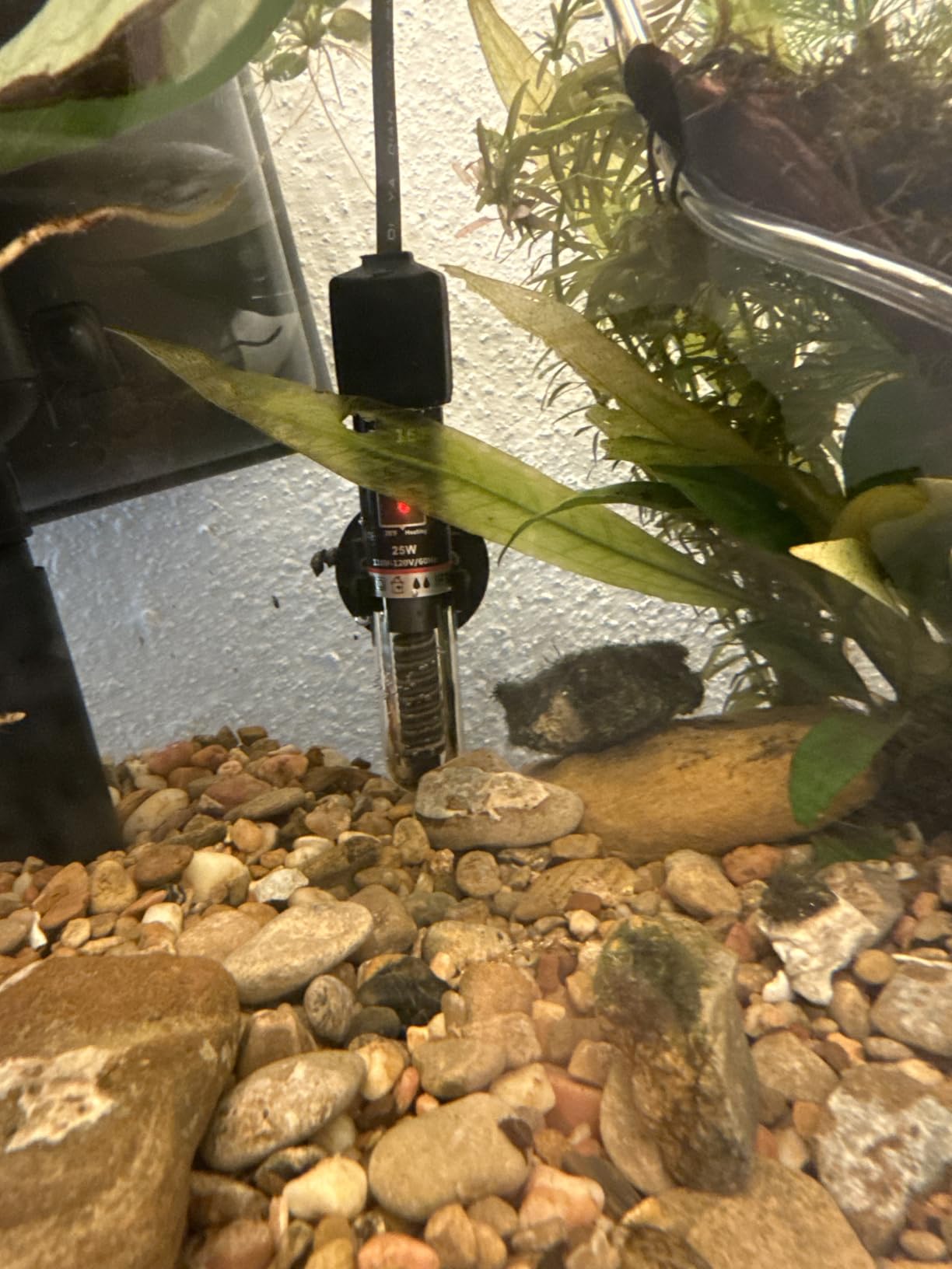 PULACO 25Watt Mini Aquarium Heater, Submersible Betta Heater customer photo 2