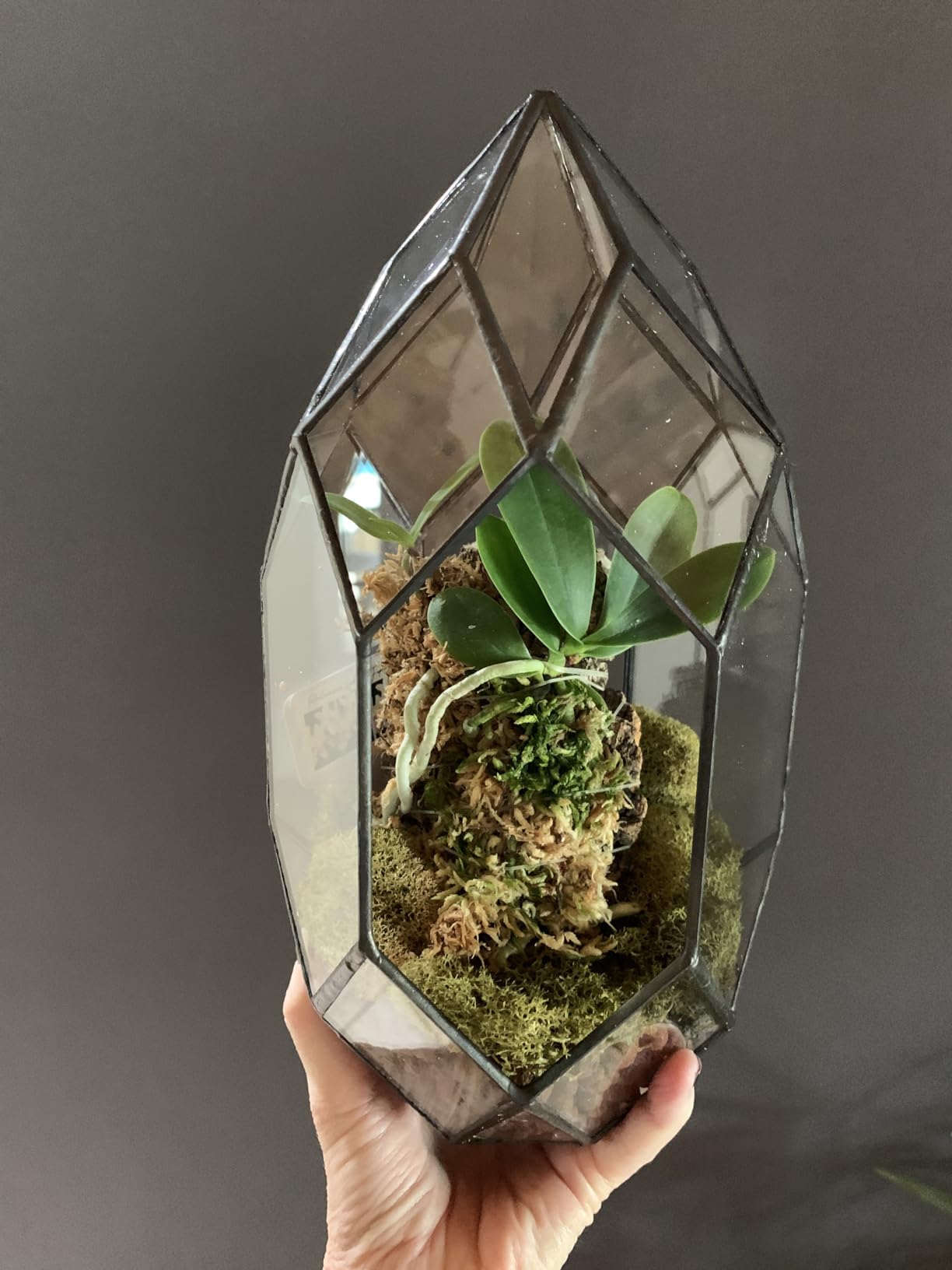 Ferrisland Glass Geometric Plant Terrarium, Clear Glass Succulent customer photo 1