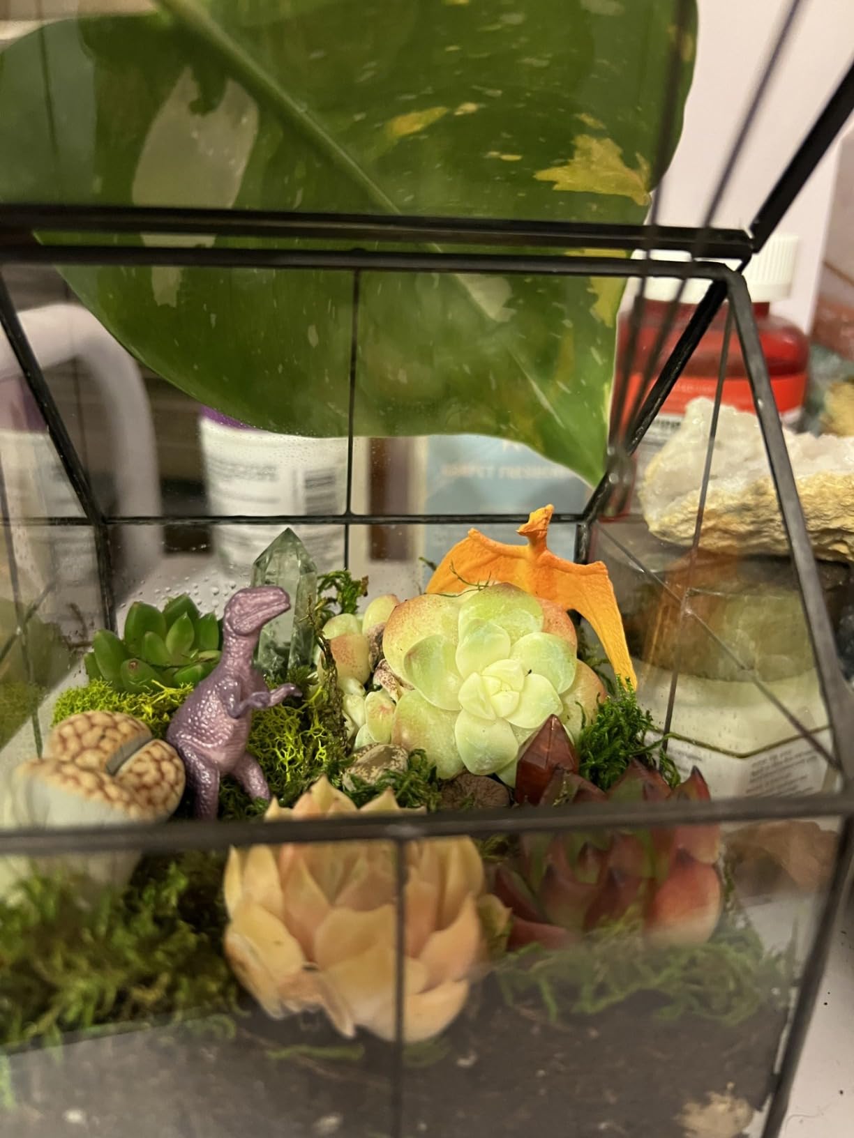 Ferrisland Glass Geometric Plant Terrarium, Clear Glass Succulent customer photo 2
