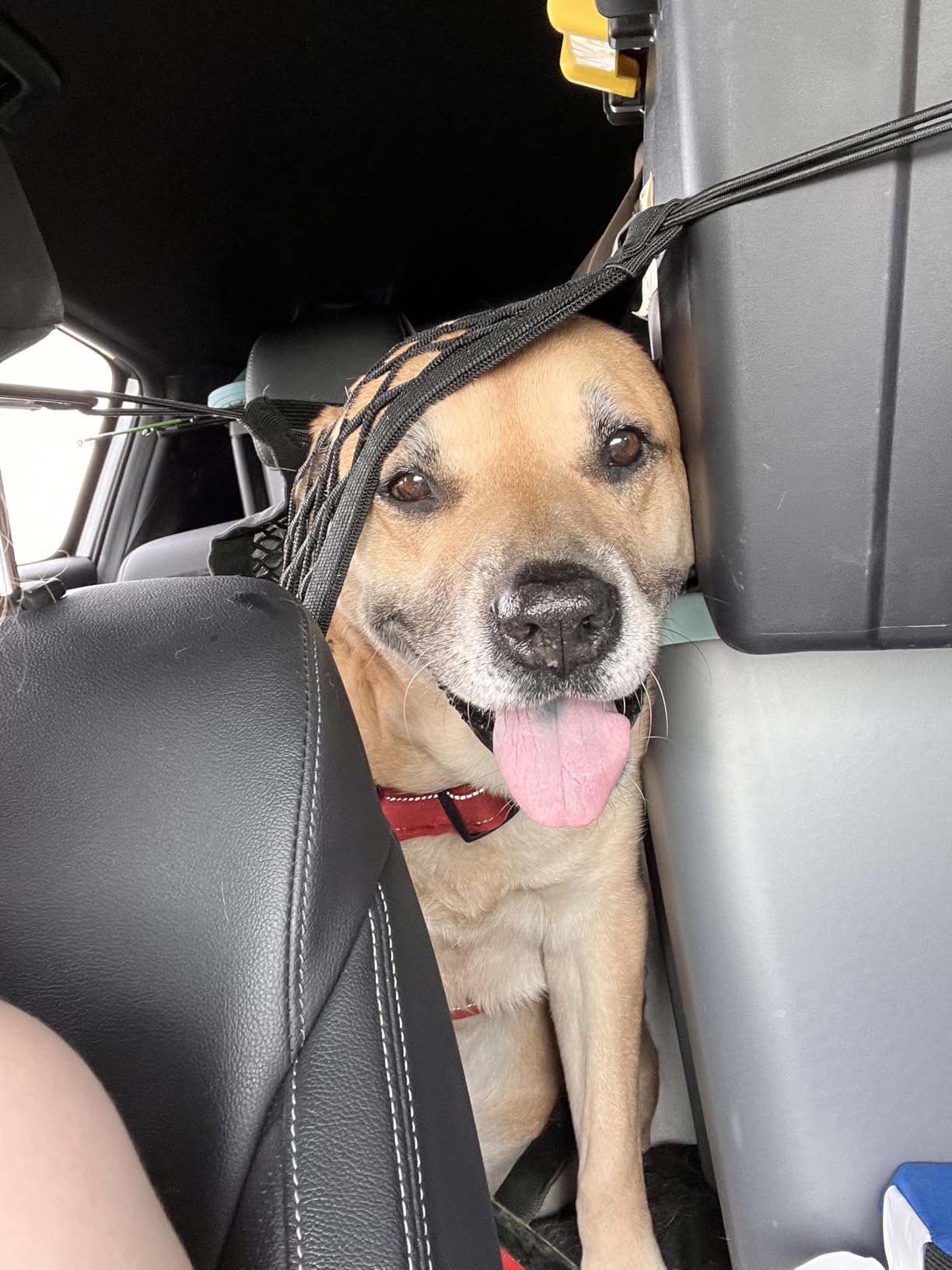 rabbitgoo Dog Car Net Barrier for SUVs, Car Divider, Easy to Install customer photo 2