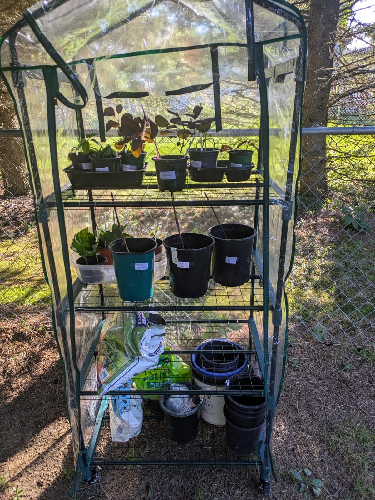 Greenhouse - Walk in Greenhouse with 8 Sturdy Shelves and PVC Cover for Indoor or Outdoor Use - 56 x 56 x 76-Inch Green House by Pure Garden customer photo 1