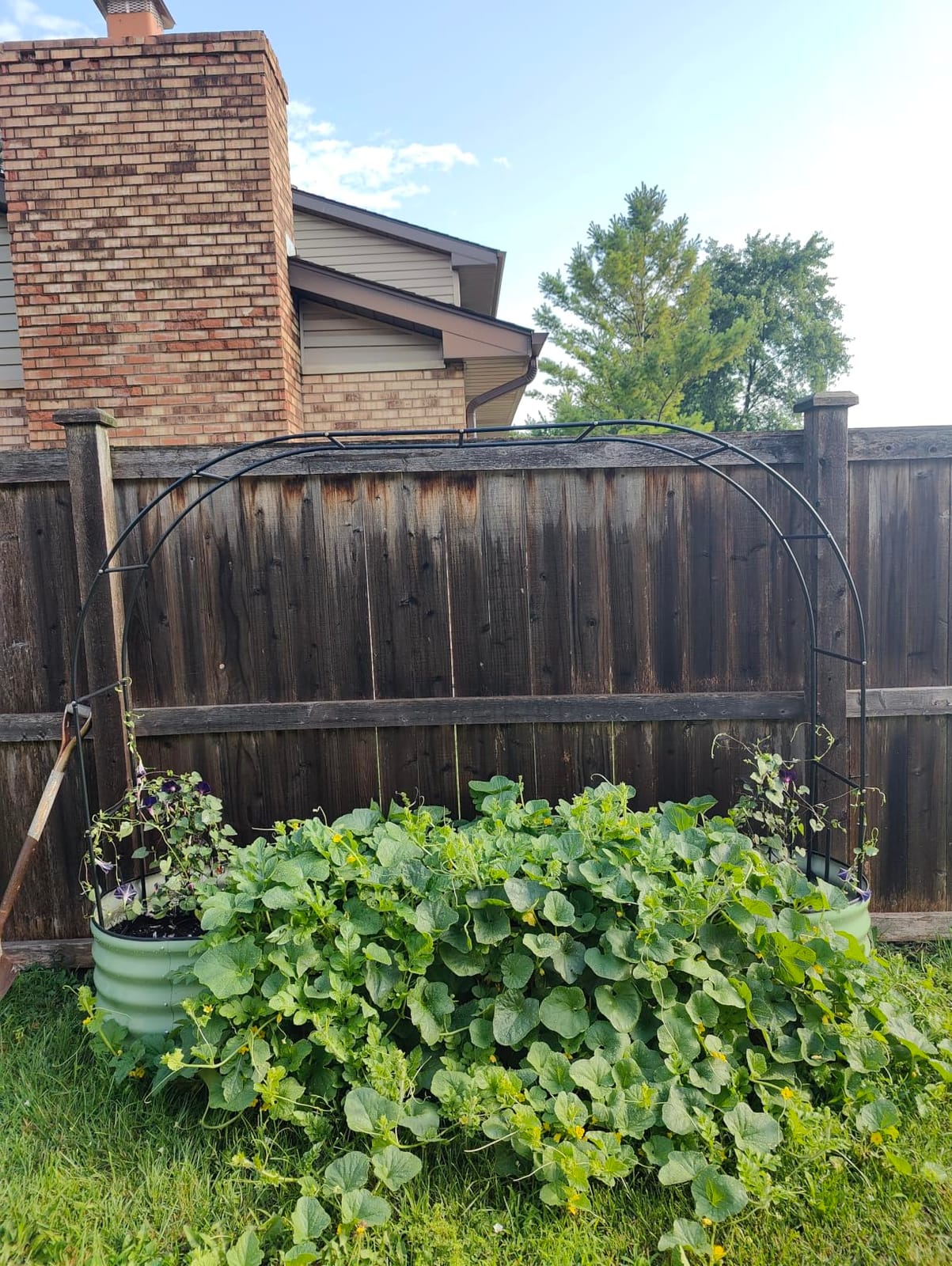 Adorox 7.8ft Garden Arch Trellis for Climbing Plants, Metal Arch Frame, Pumpkin Archway Outdoor Garden Arbors and Arches for Halloween Christmas Birthday Party Baby Shower Decoration(Black) customer photo 2